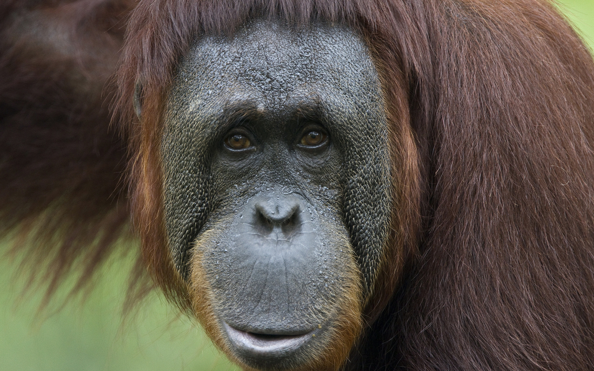 Orangutan, Animal wallpapers, Playful primate, Natural habitat, 1920x1200 HD Desktop
