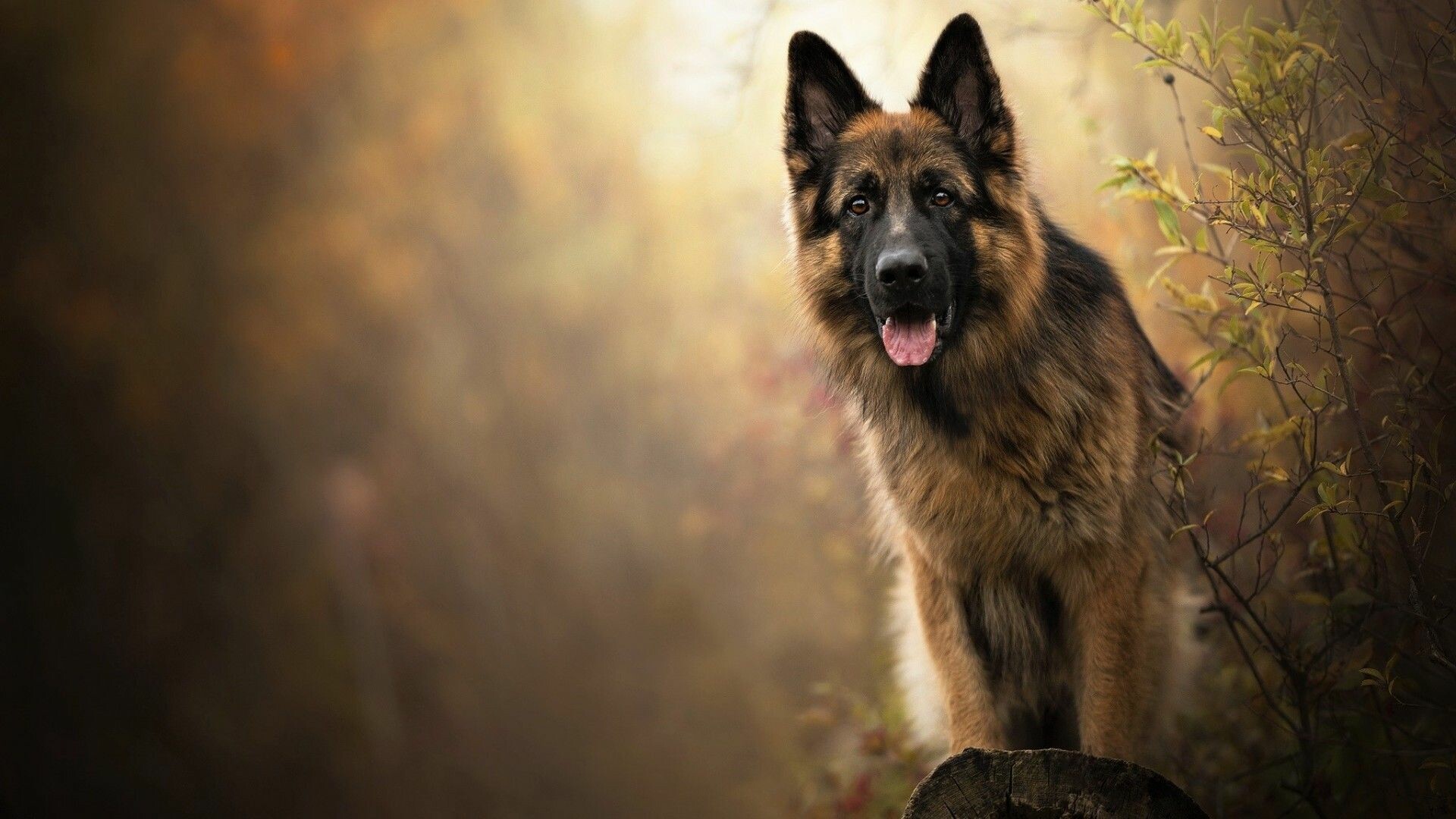 Dog: German Shepherd, Canis lupus familiaris. 1920x1080 Full HD Wallpaper.
