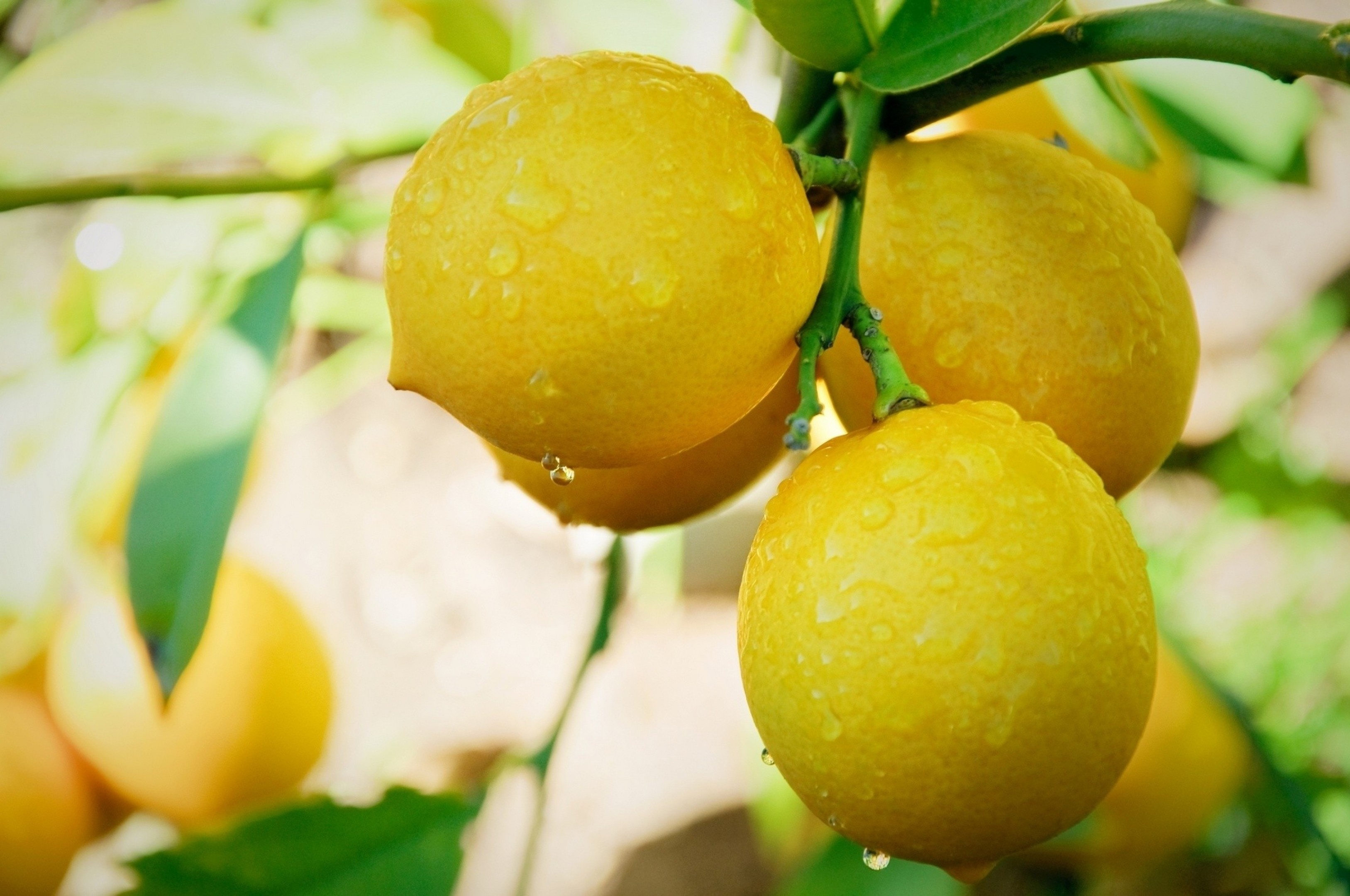 Lemon: Lemons are thought to have first grown in Assam, northern Myanmar or China. 3260x2160 HD Background.