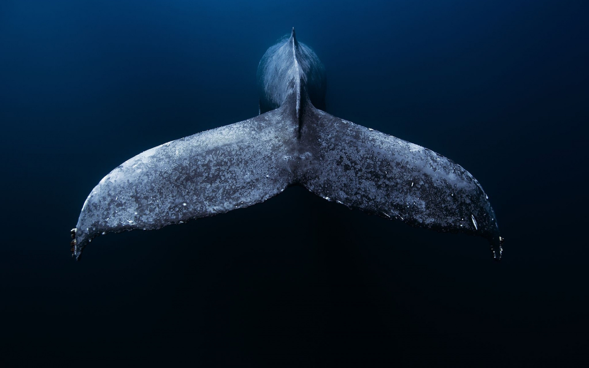 Blue Whale, Whale tail, Underwater ocean, Mexico, 1920x1200 HD Desktop