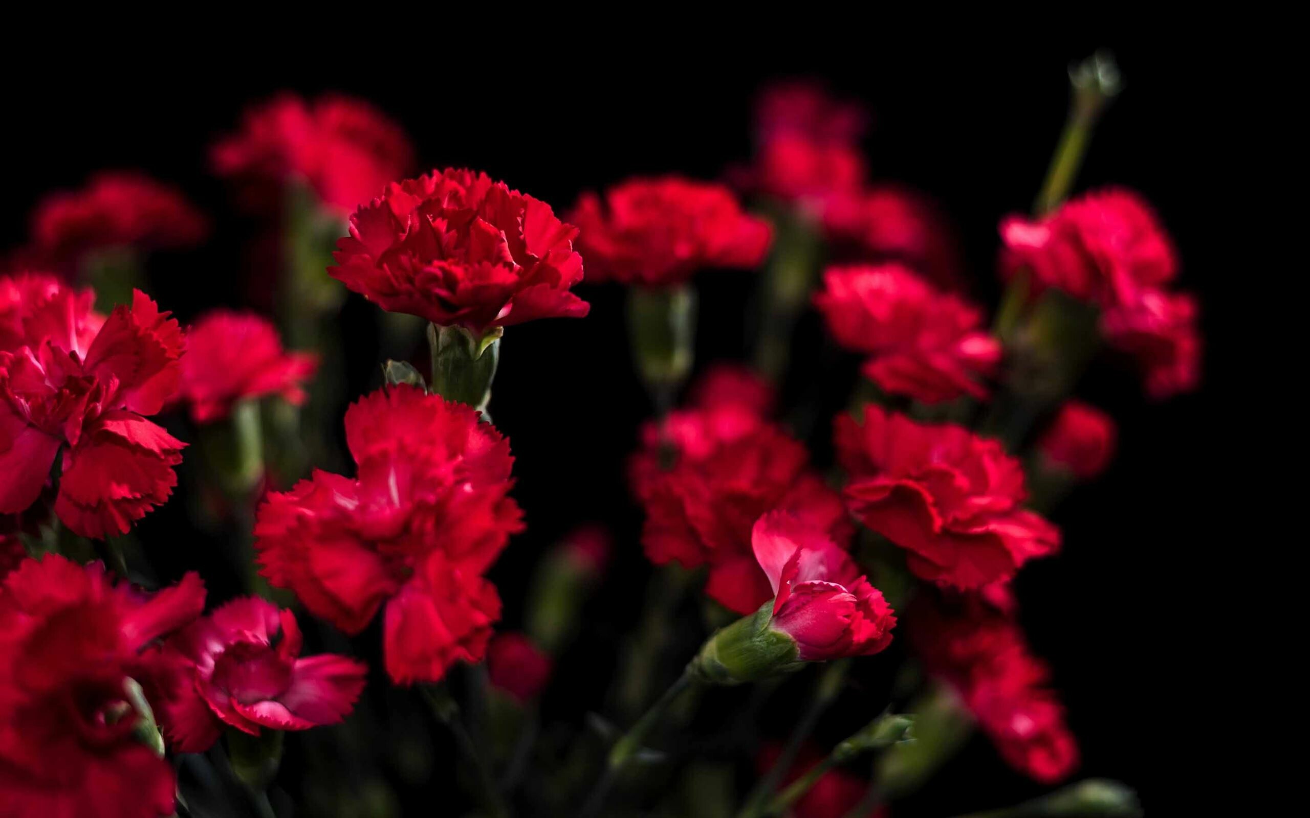 Carnation: In Korea, carnations express admiration, love, and gratitude. 2560x1600 HD Wallpaper.