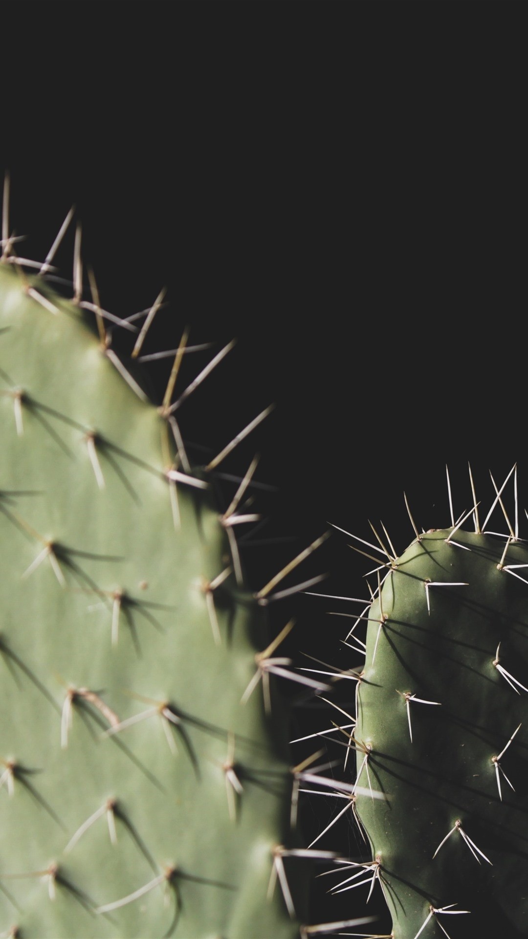 Cactus: The plant is only native to North and South America. 1080x1920 Full HD Wallpaper.