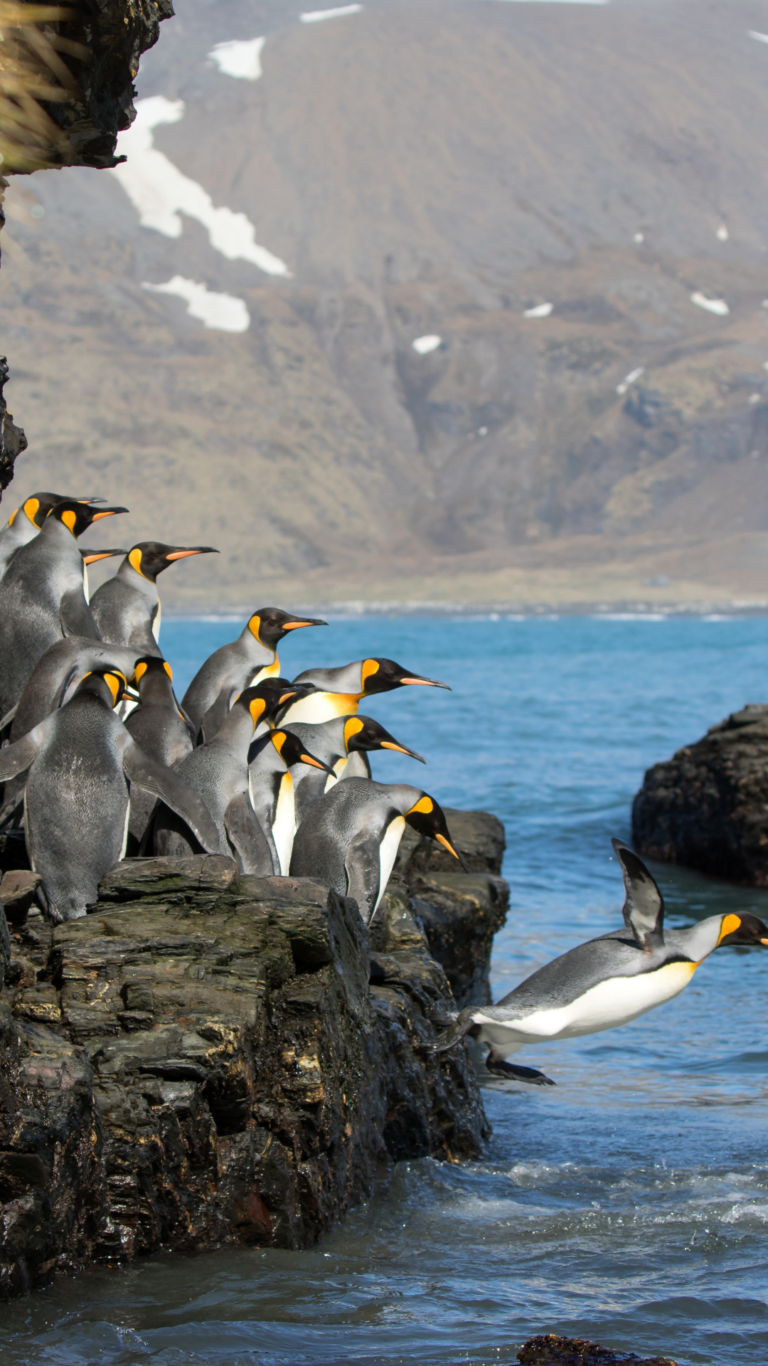 Cute penguins, Playful antics, Arctic dwellers, Adorable creatures, 1080x1920 Full HD Phone