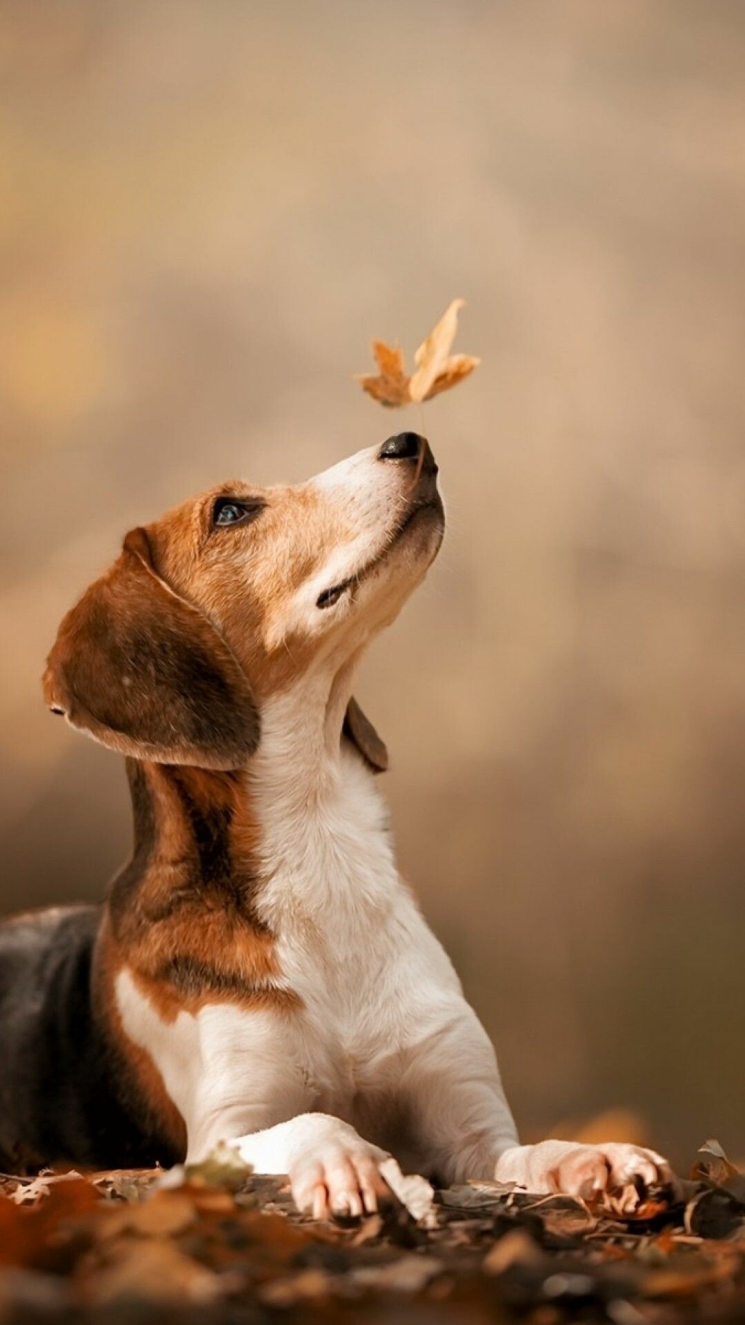 Beagle: The breed possess a great sense of smell and superior tracking instincts. 1080x1920 Full HD Background.