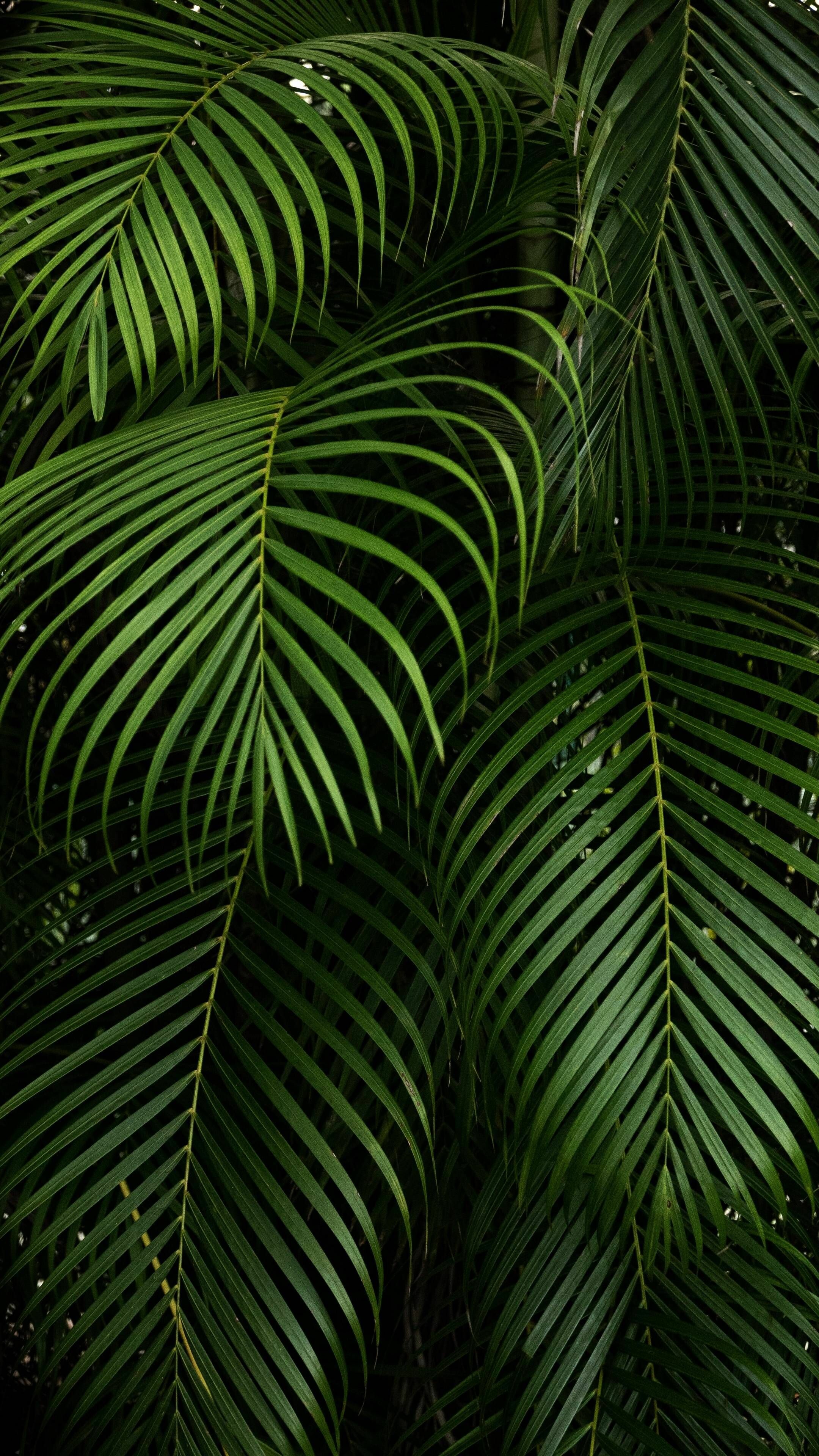 Leaf: Can store food and water in the plant, Branch. 2160x3840 4K Background.
