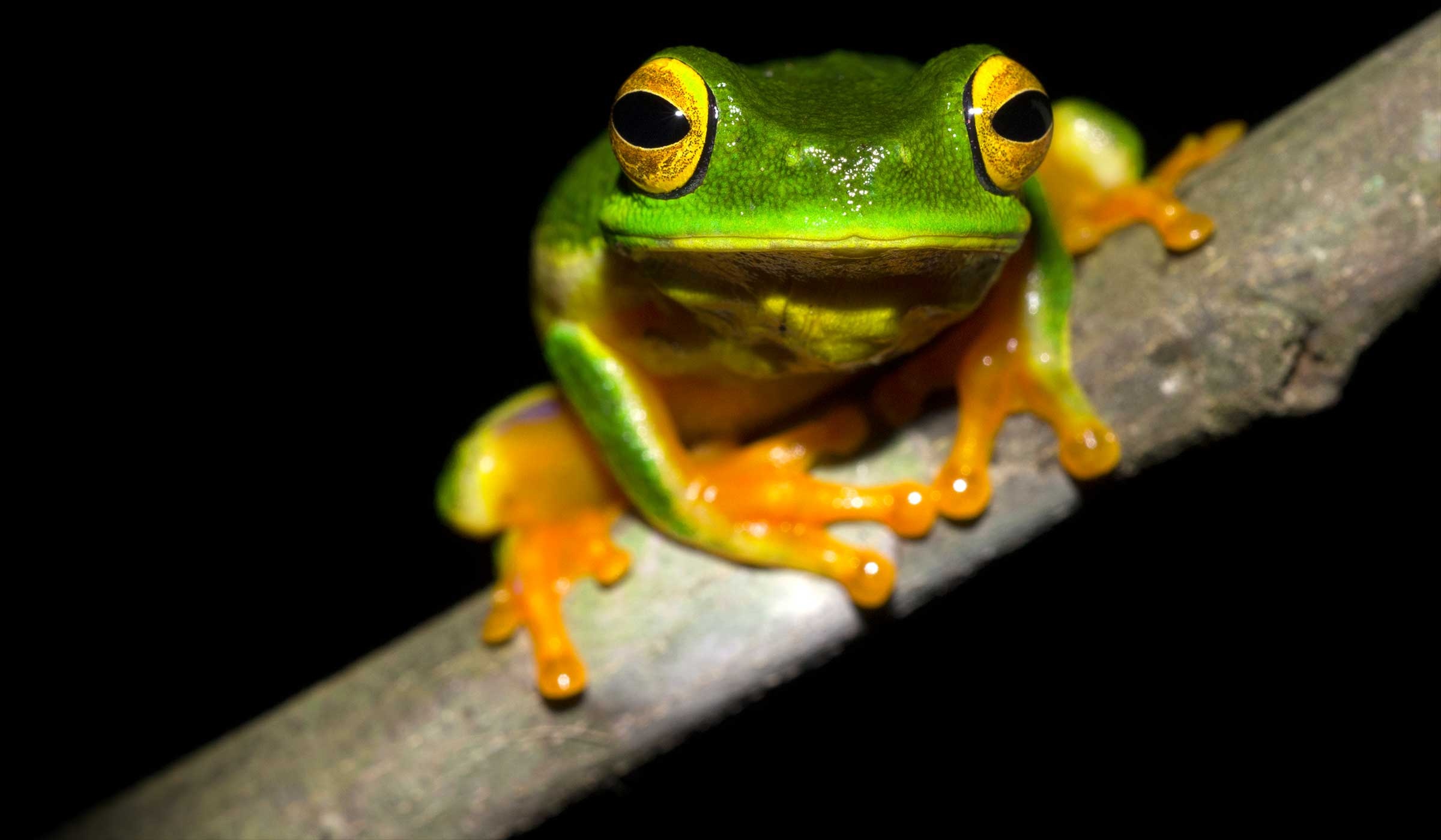 Australian museum frogid project, Frog species research, Science initiative, Amphibian conservation, 2400x1400 HD Desktop