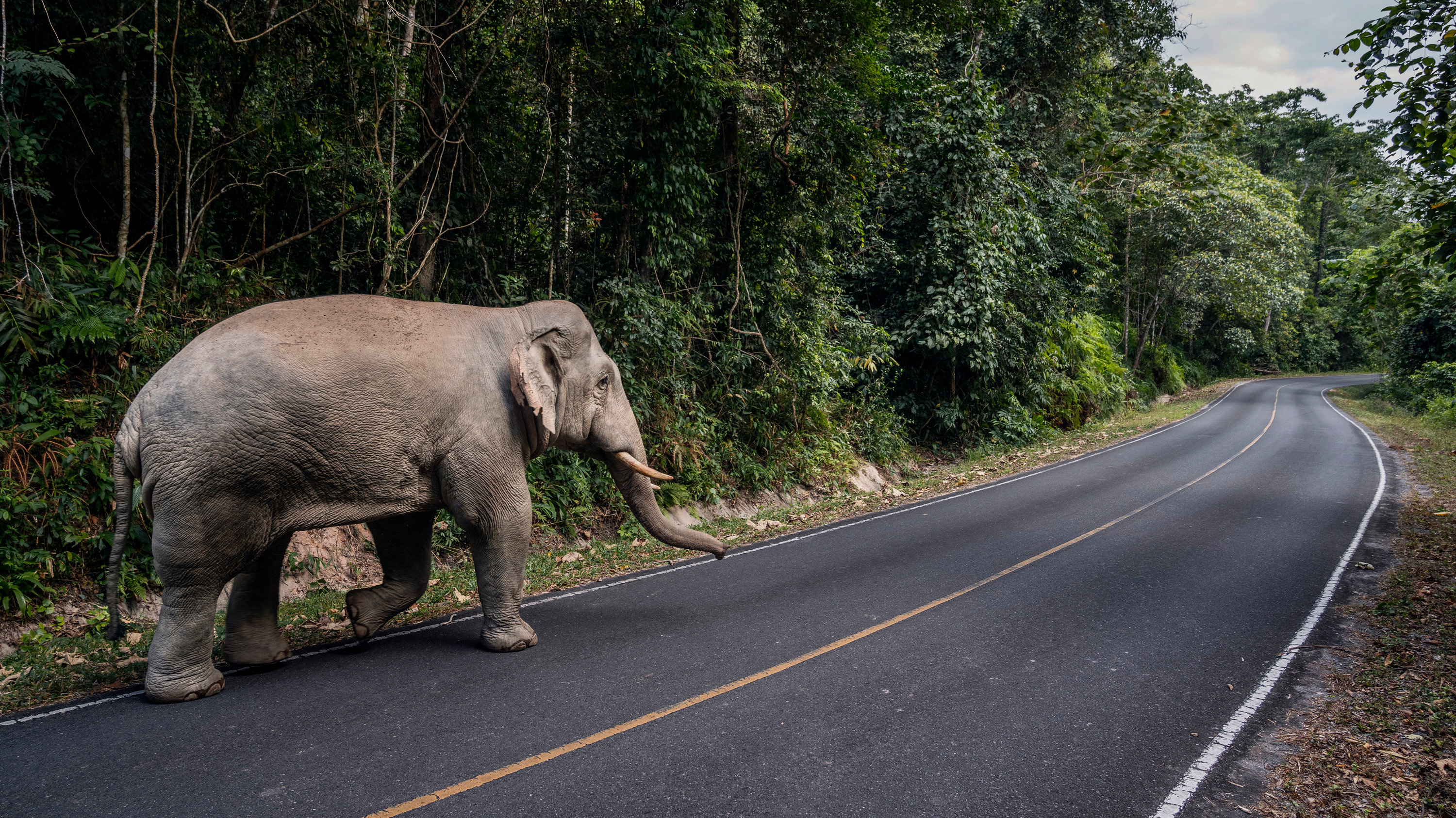 Khao Yai National Park, Thai elephant sanctuary, Reclaiming wildlife, Environmental efforts, 3000x1690 HD Desktop