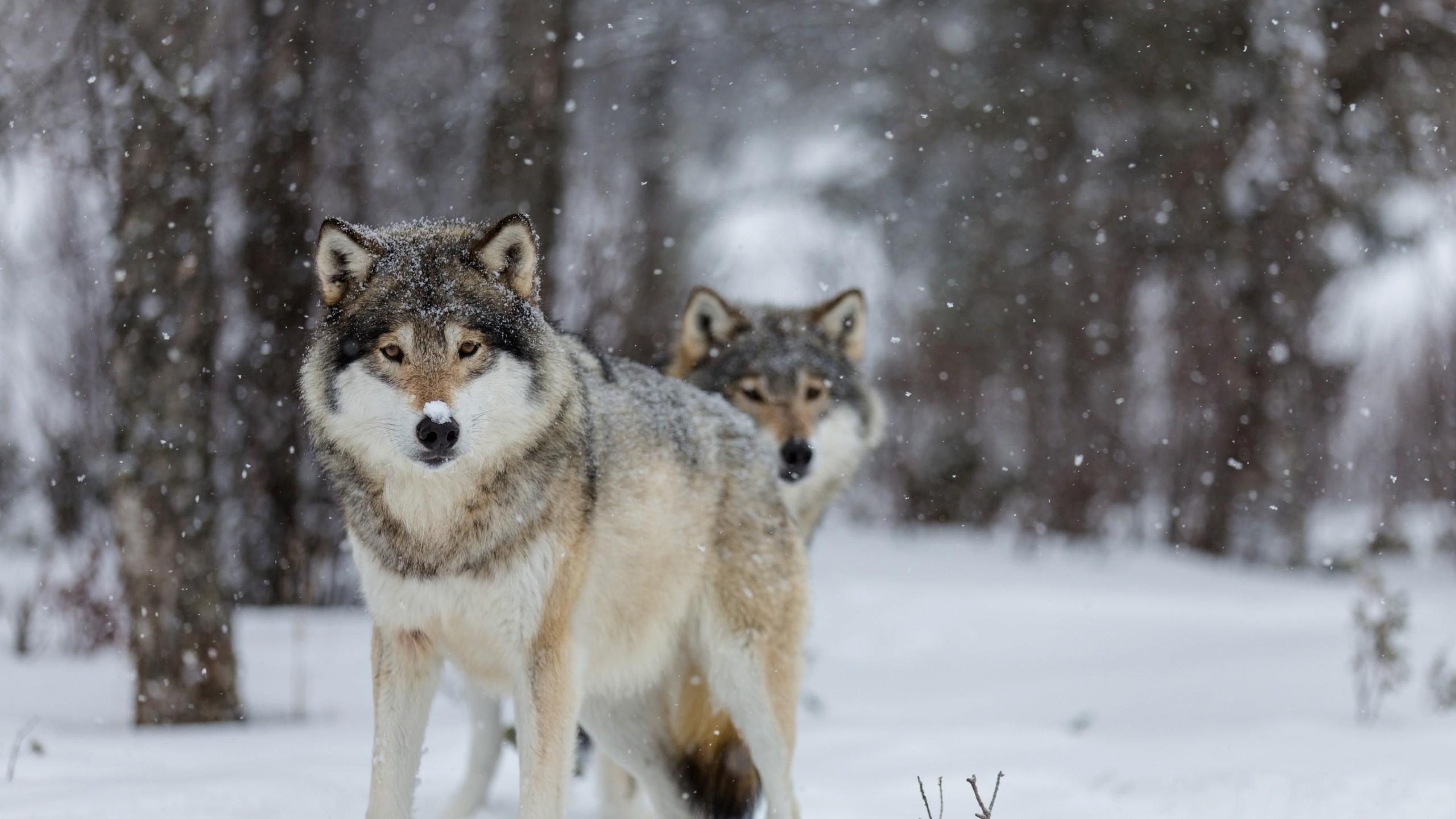 Gray Wolf: Timber wolves, Canines with long bushy tails that are often black-tipped. 3840x2160 4K Wallpaper.