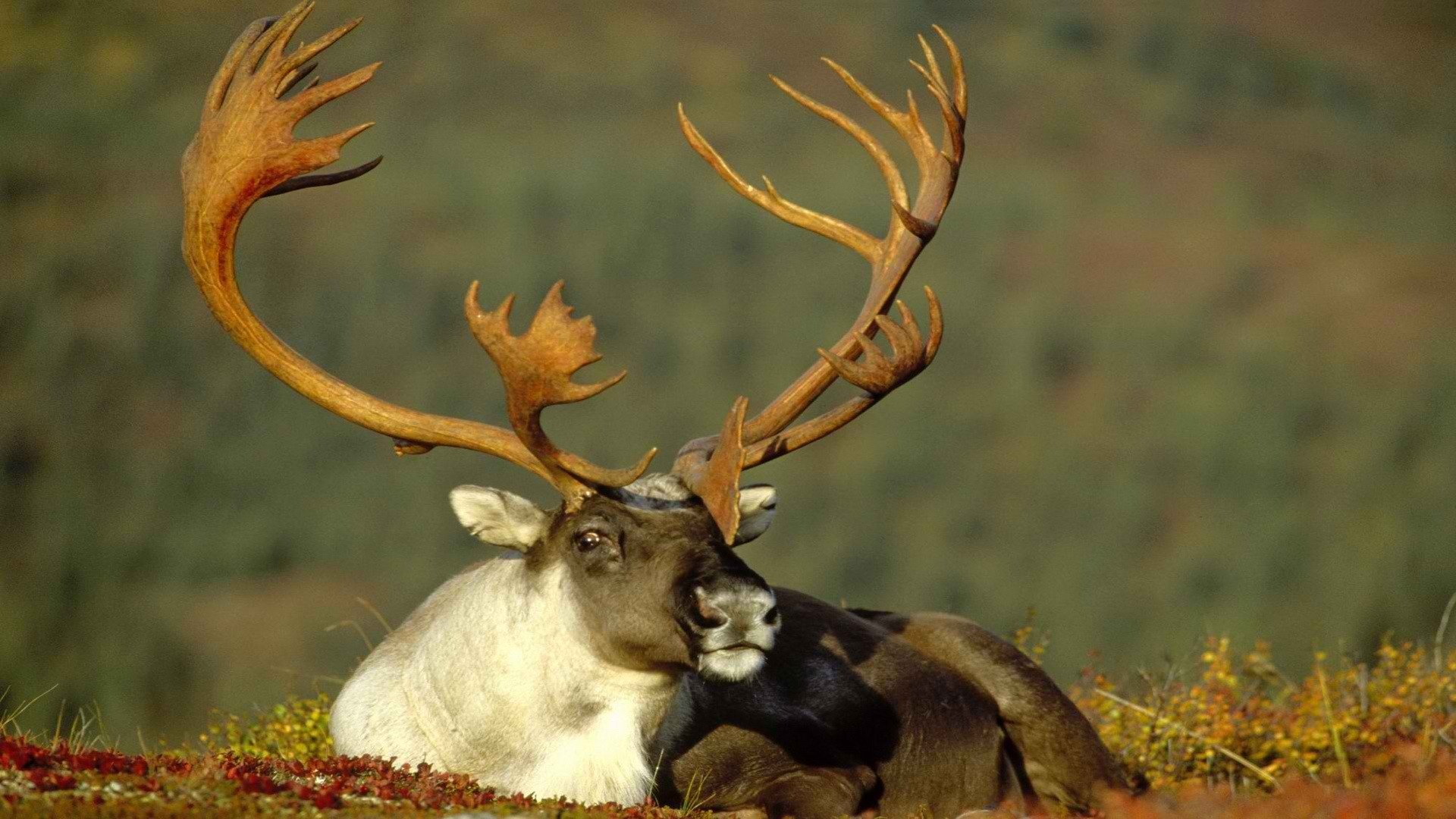 Alaska male caribou, Wilderness encounter, Wildlife photography, Arctic wonder, 1920x1080 Full HD Desktop