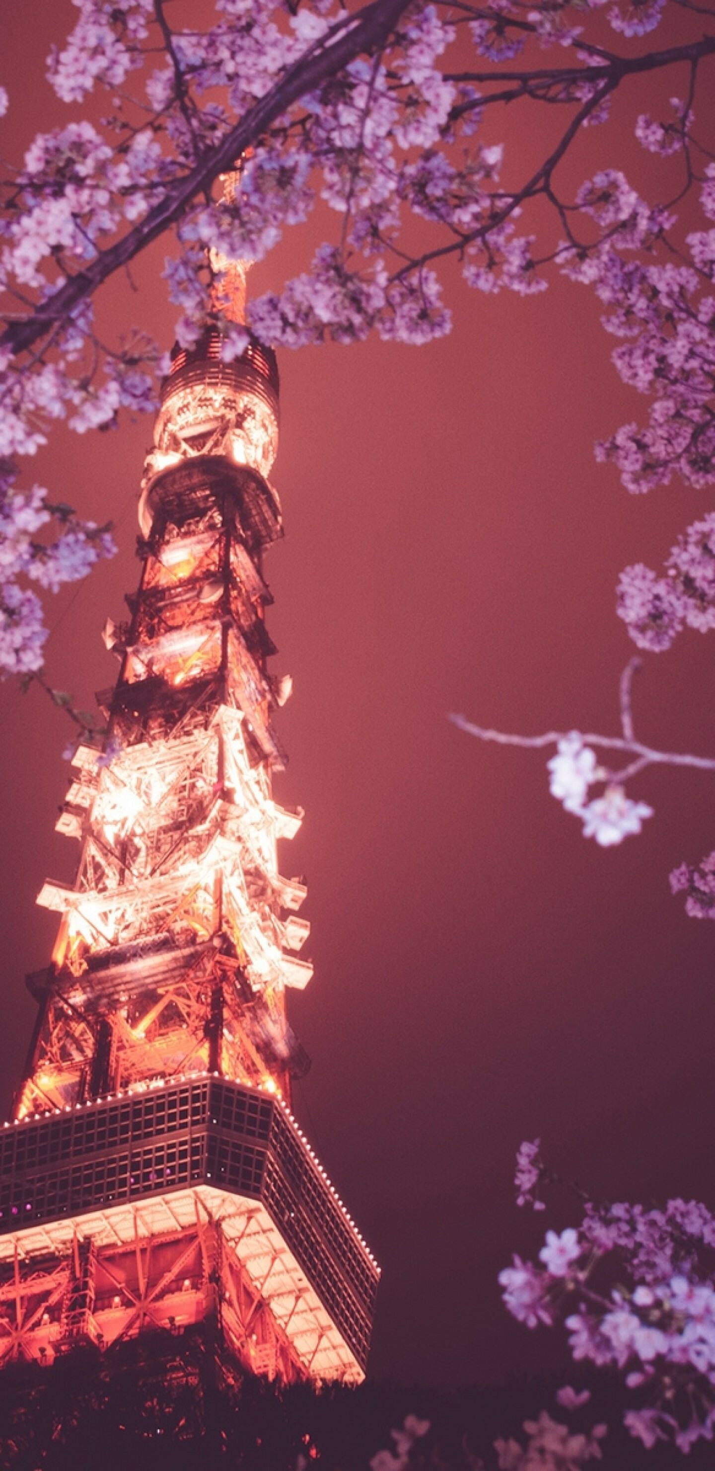 Japan: Tokyo Tower, Sakura Blossom, Cherry, The country is situated in the northwest Pacific Ocean. 1440x2960 HD Background.
