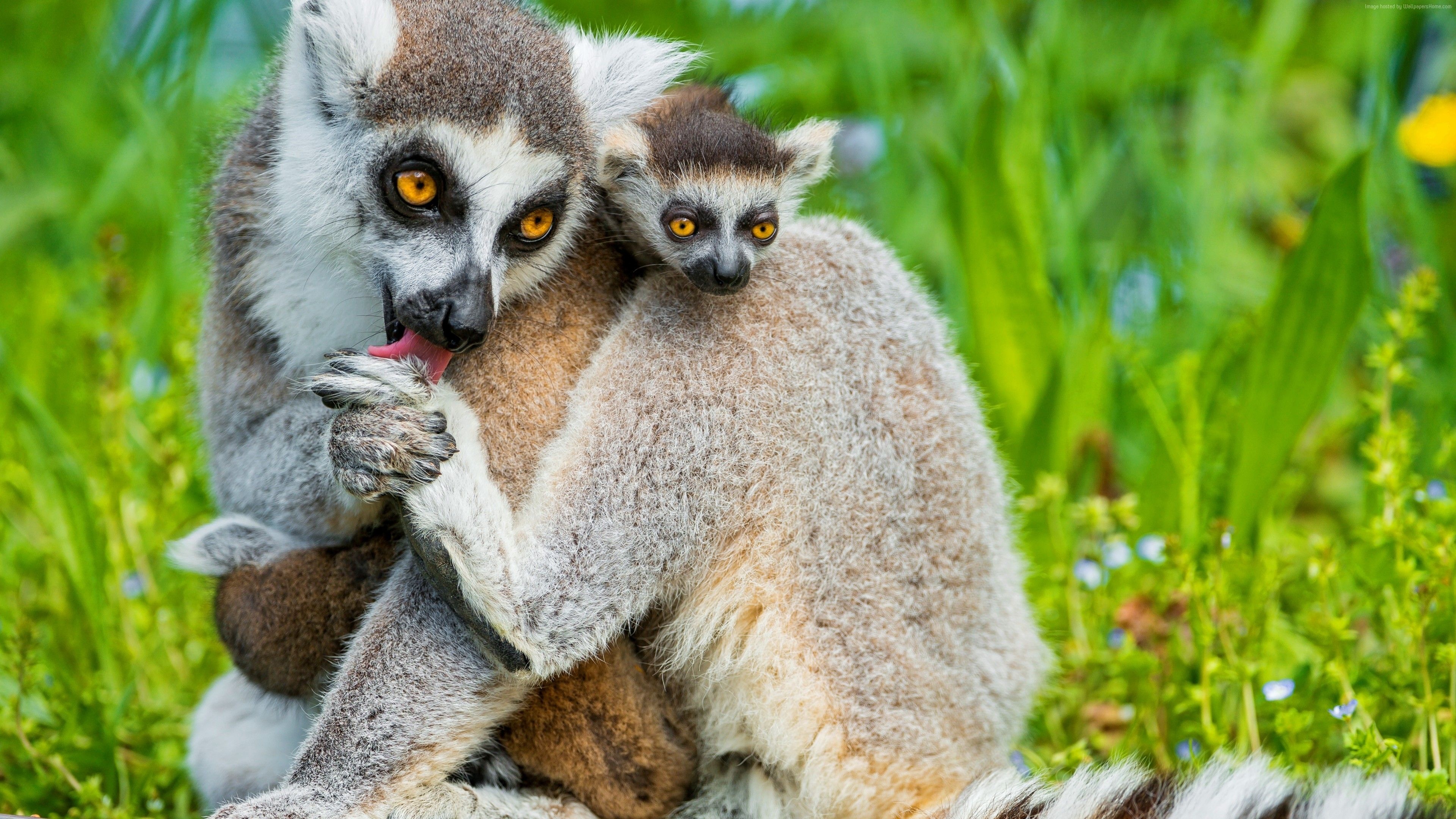 Ring Tailed Lemur, Animals, Cute lemur wallpapers, Top backgrounds, 3840x2160 4K Desktop