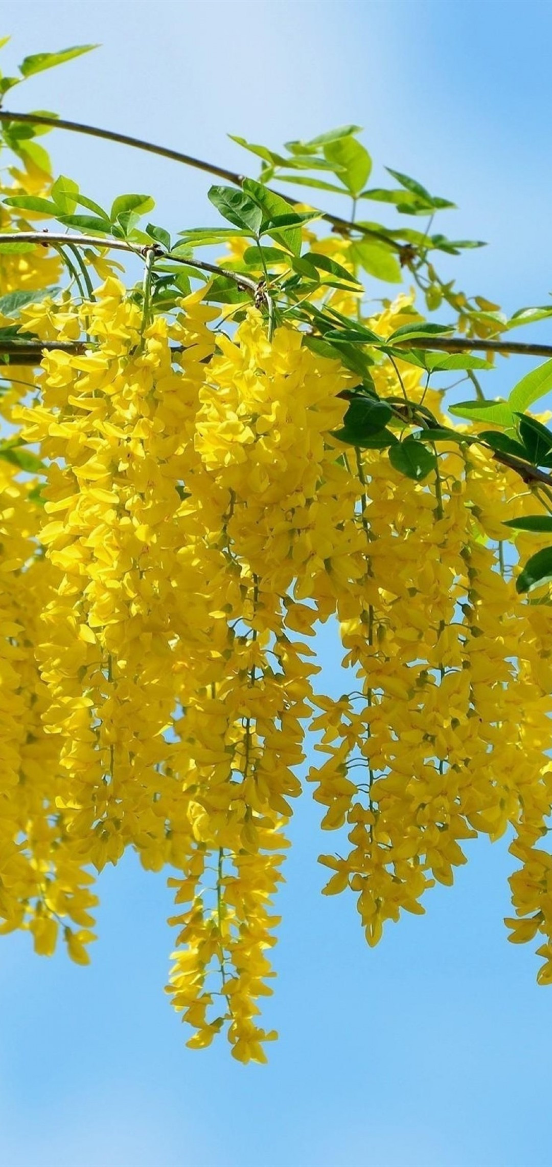 Acacia Tree, Summer blossoms, Sky's beauty, Beautiful wallpapers, 1080x2280 HD Handy
