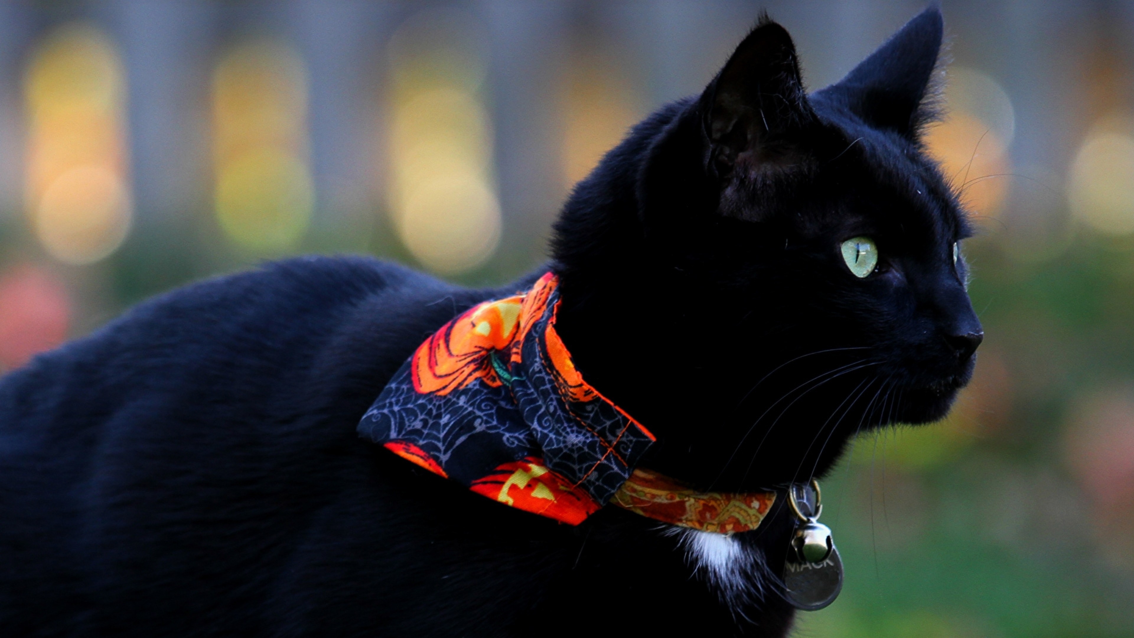Halloween Cat, Black Cat, Looking Away, 3840x2160 4K Desktop