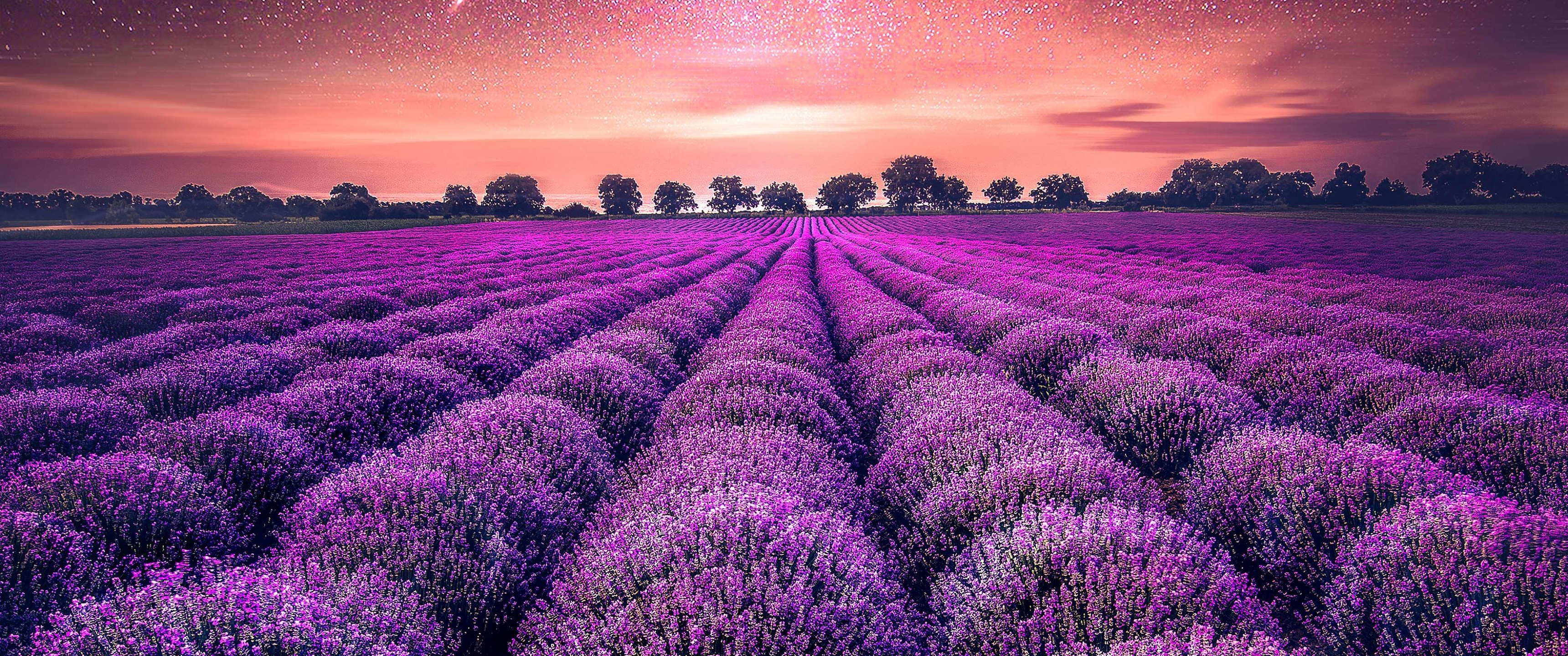 Farm: Lavender fields, Sunset, Natural landscape. 3440x1440 Dual Screen Wallpaper.