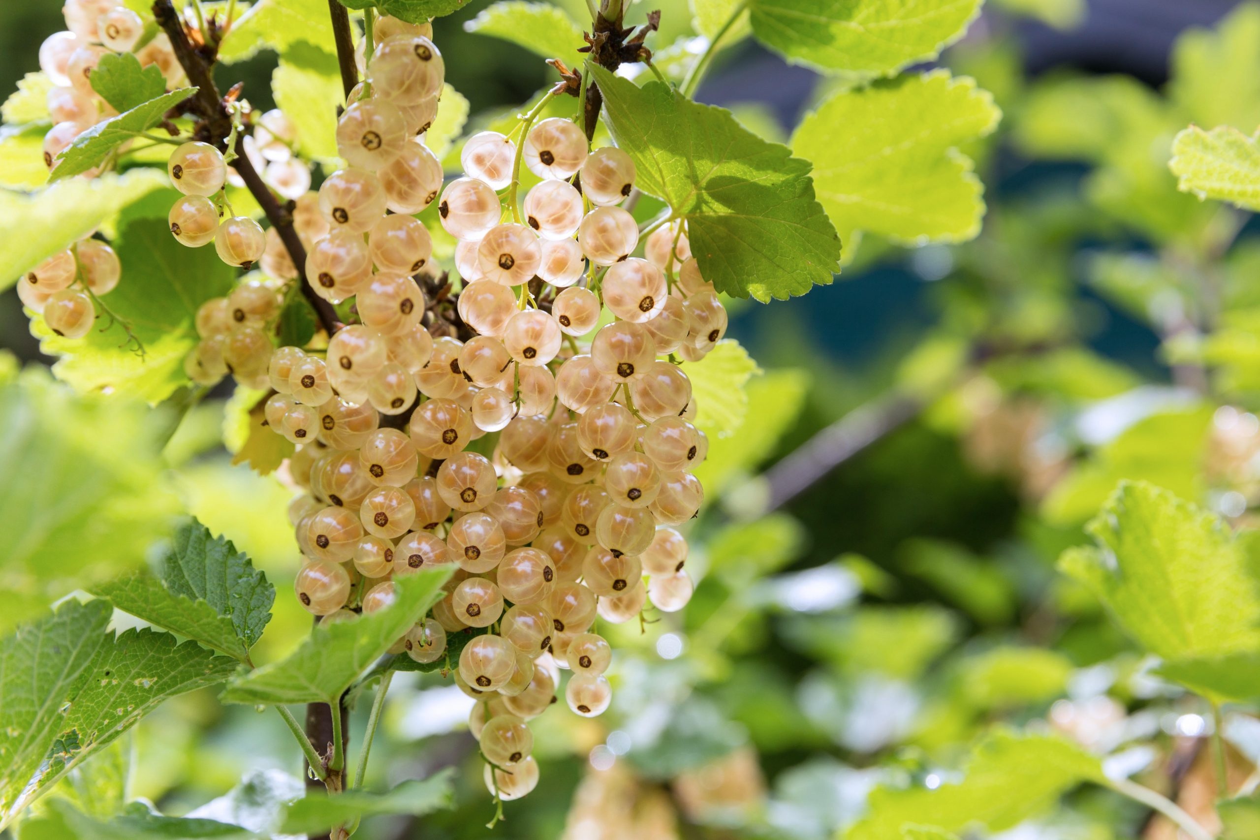 White currant delight, Fresh from the garden, Perfect for desserts, Scattered goodness, 2560x1710 HD Desktop