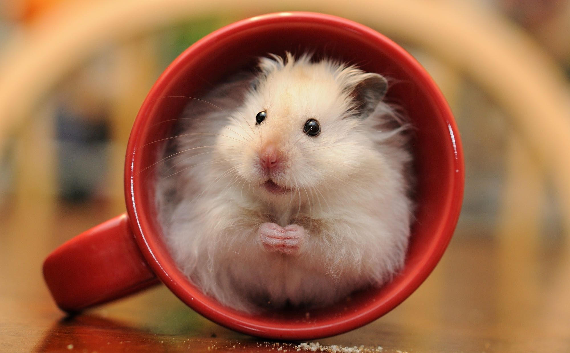 HD hamster wallpapers, Adorable and furry, Curious little creatures, Cute hamster moments, 2000x1240 HD Desktop