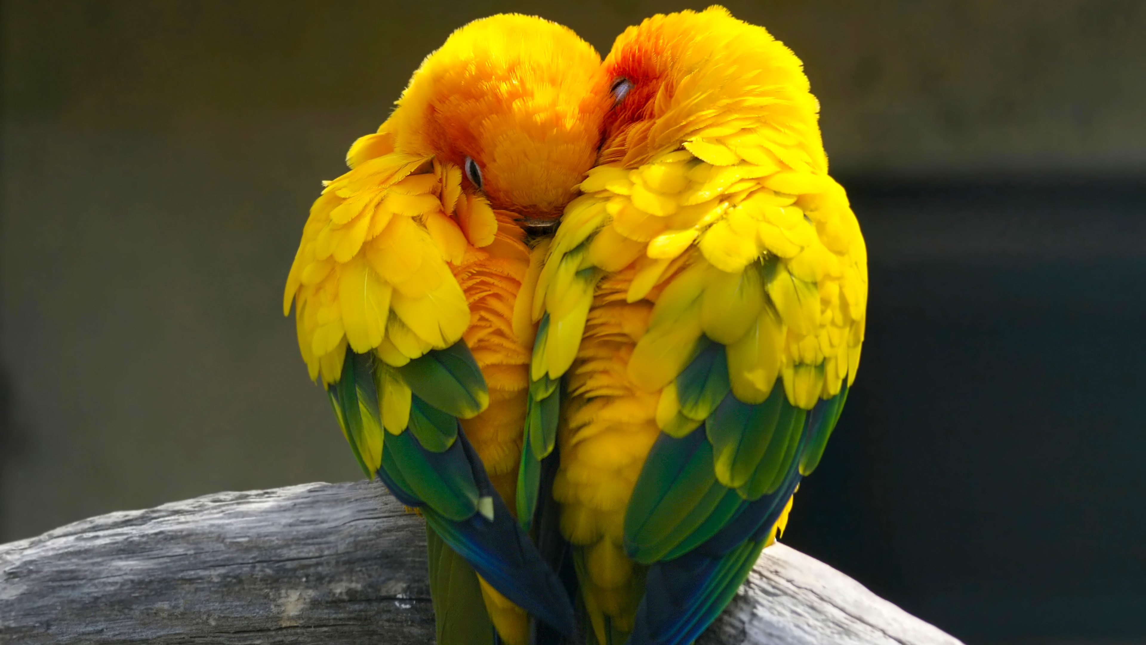Lovebirds, Birds love, Colorful yellow, 4K wallpaper, 3840x2160 4K Desktop