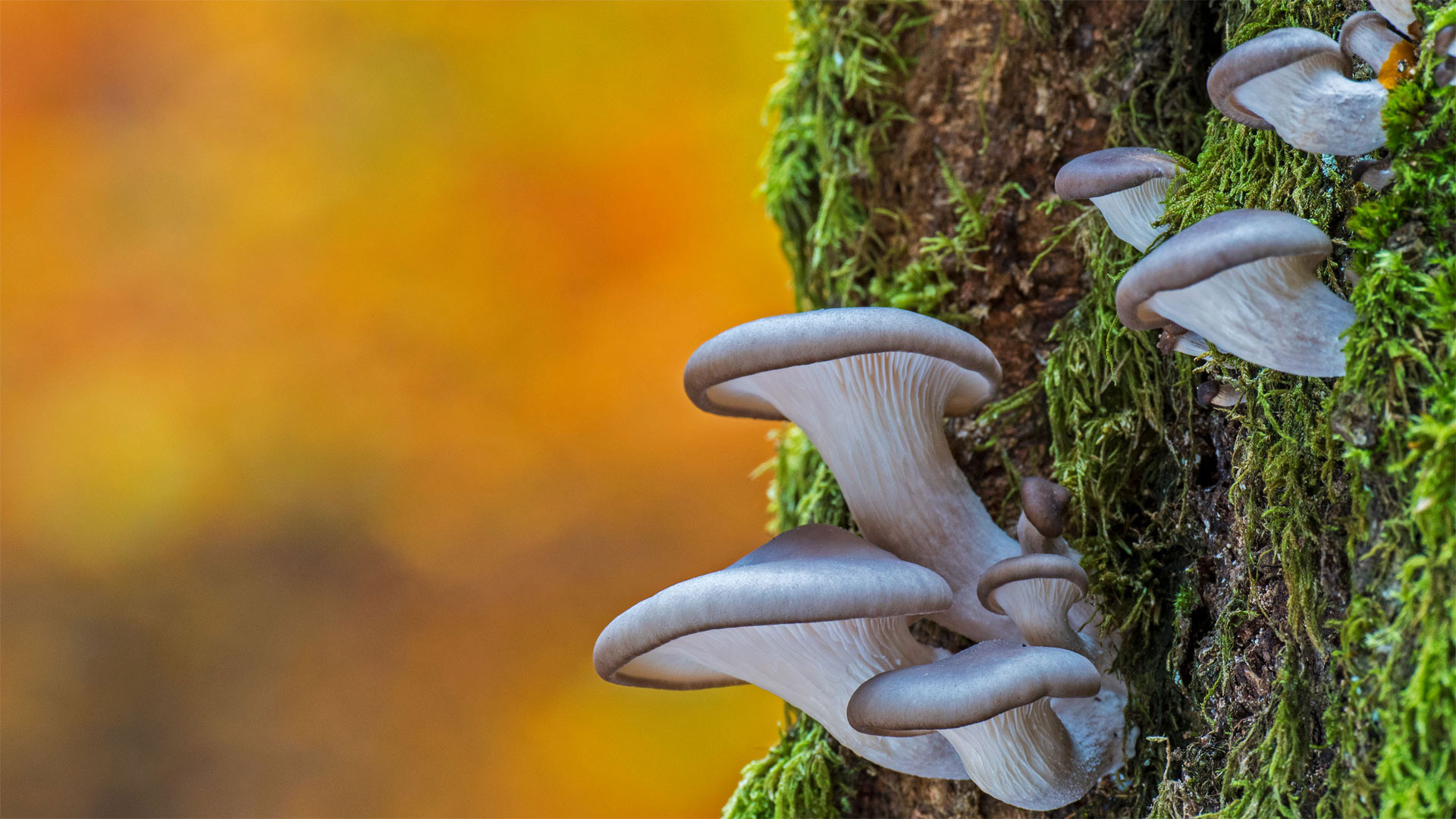Oyster mushrooms in Belgium, Nature photography, Belgium's flora, Fungal abundance, 1920x1080 Full HD Desktop