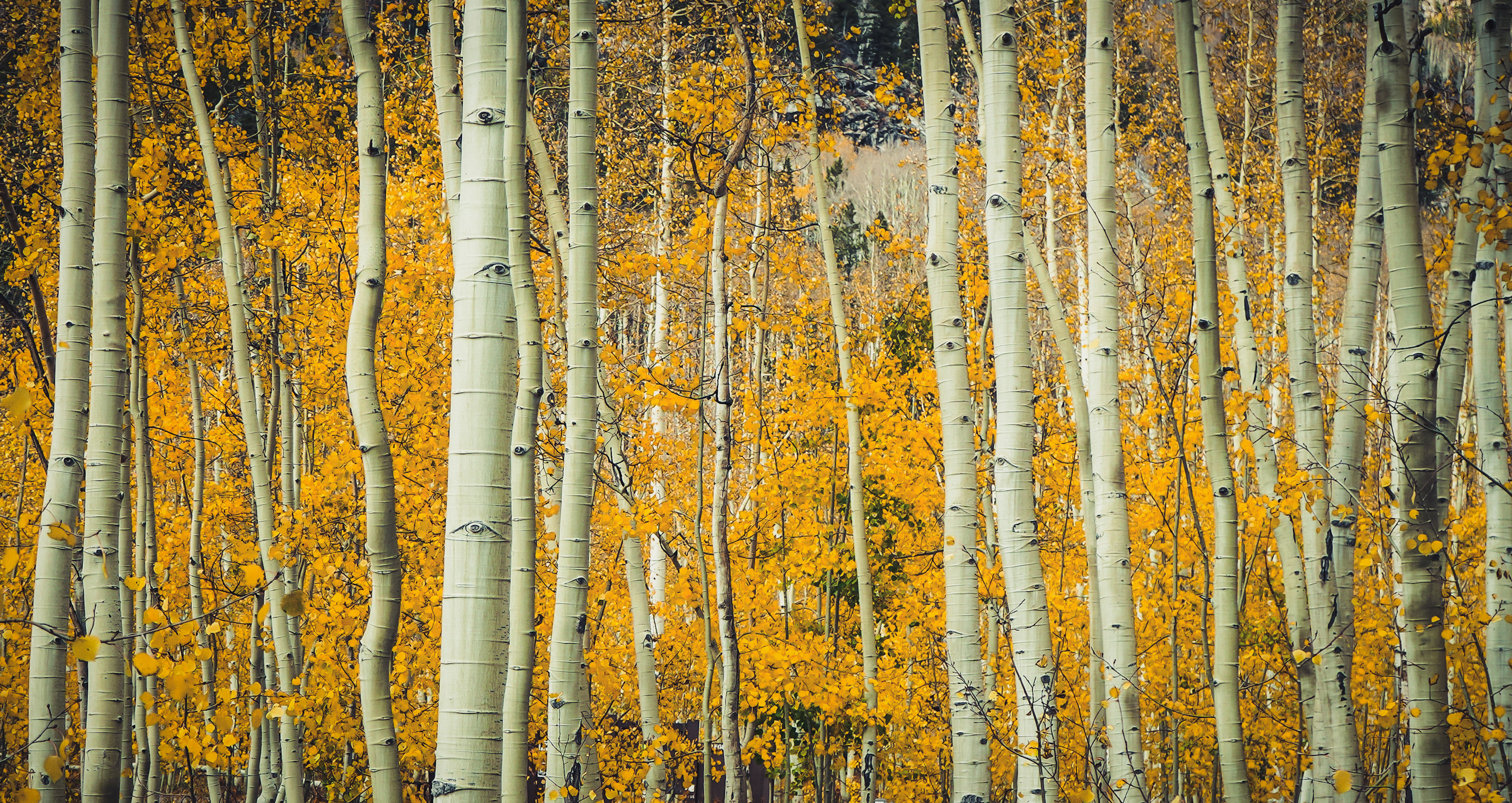 Aspen Trees, Inspiring photography, Free stock photos, Nature's wonders, 3150x1670 HD Desktop