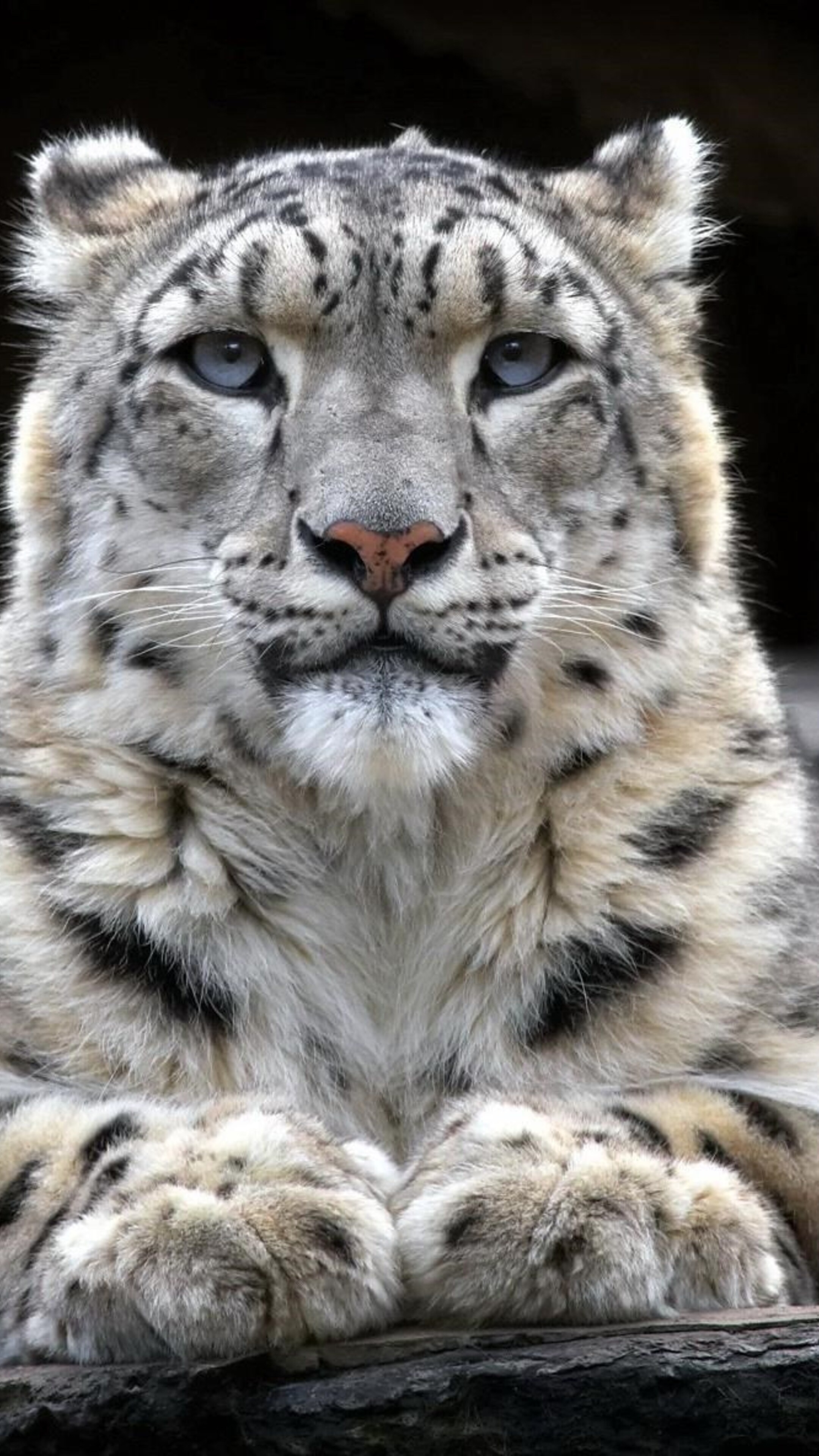 Snow leopard 2 sony, Xperia x xz, Z5 premium hd, 2160x3840 4K Handy