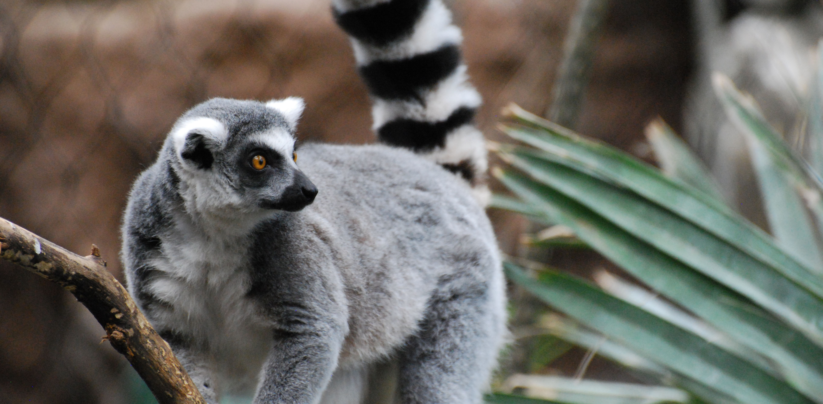 Ring Tailed Lemur, Animals, Ring tailed lemur, Jungle animal, 3420x1680 Dual Screen Desktop