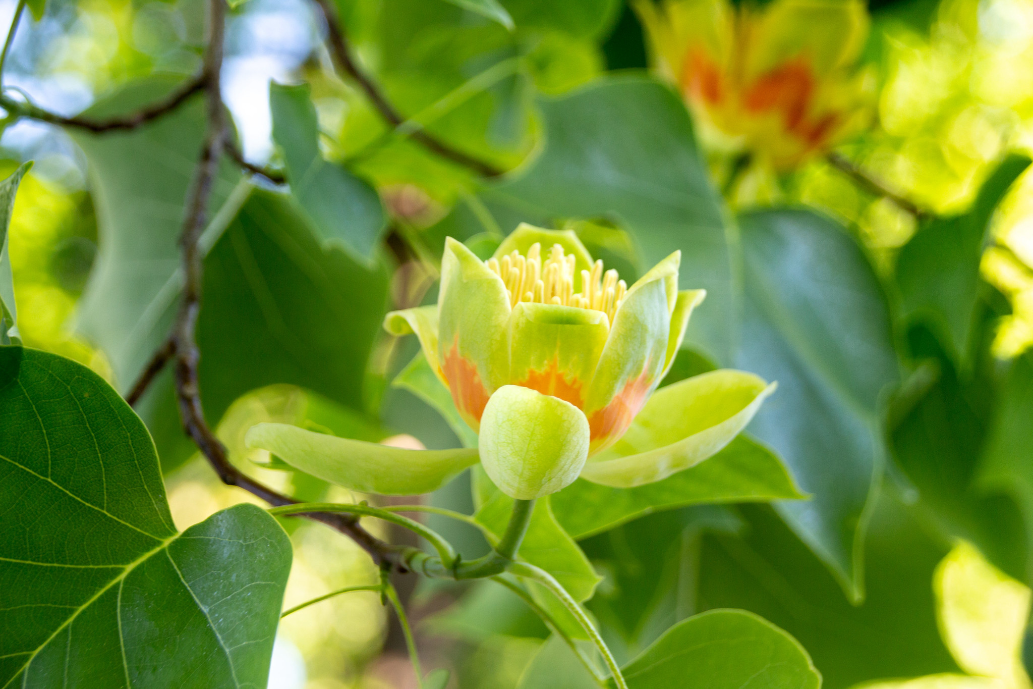 Liriodendron Tulipifera, Shoreline Area News, Tulip Tree, 2050x1370 HD Desktop