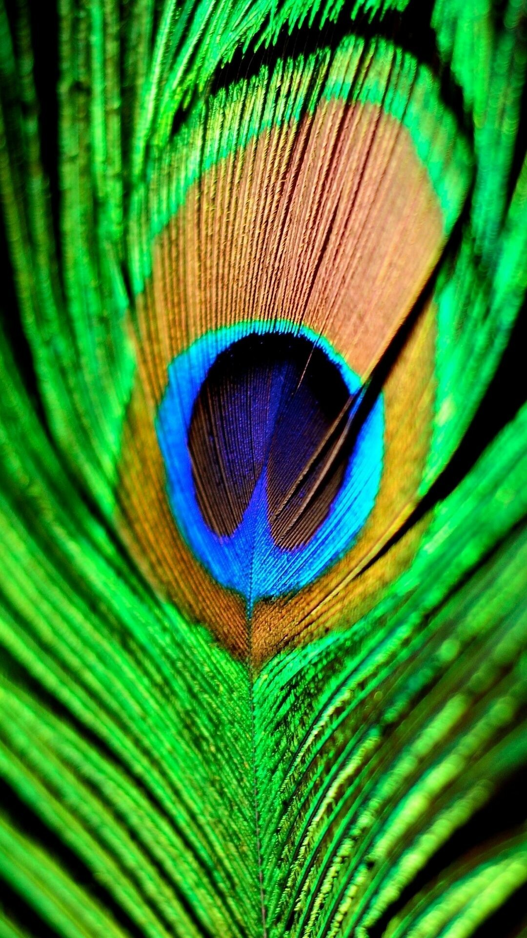 Peacock: Members of the pheasant family, Feather. 1080x1920 Full HD Background.