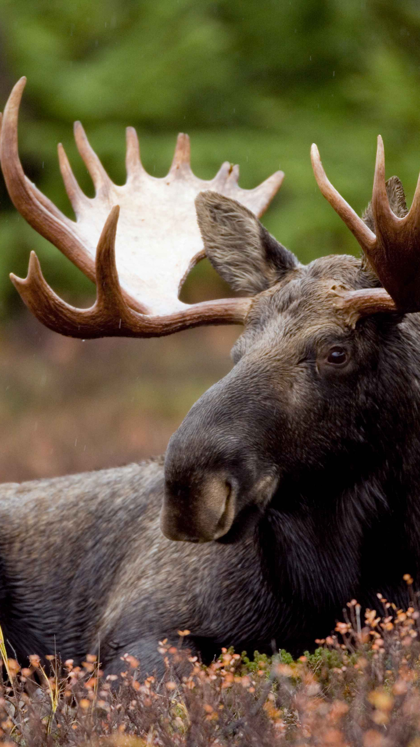 Moose, Bull moose capture, Mammal marvel, Diverse devices, 1440x2560 HD Phone