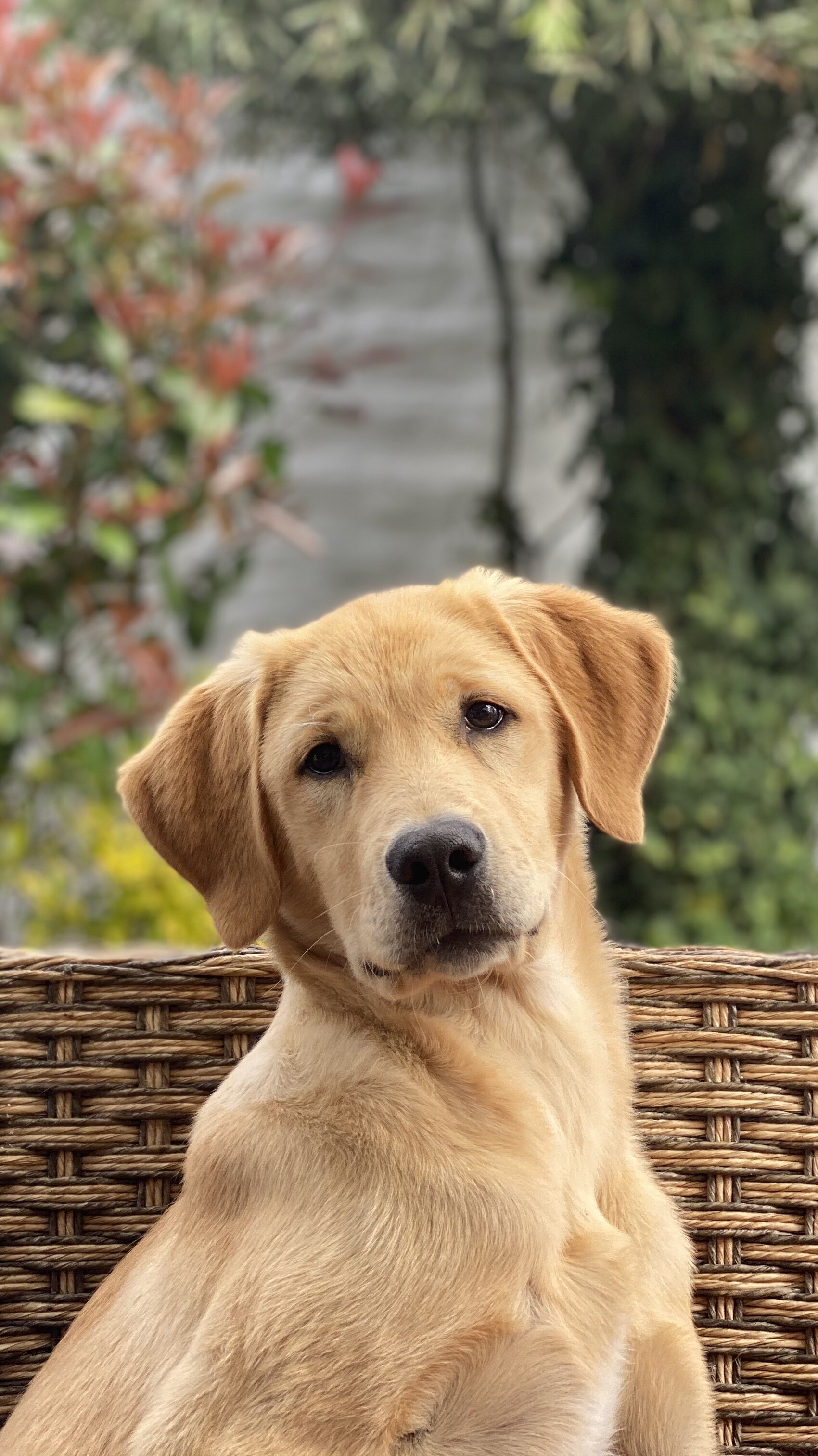 Golden Retriever, Close up photo, Gentle and friendly, Warm and affectionate, 1700x3030 HD Phone