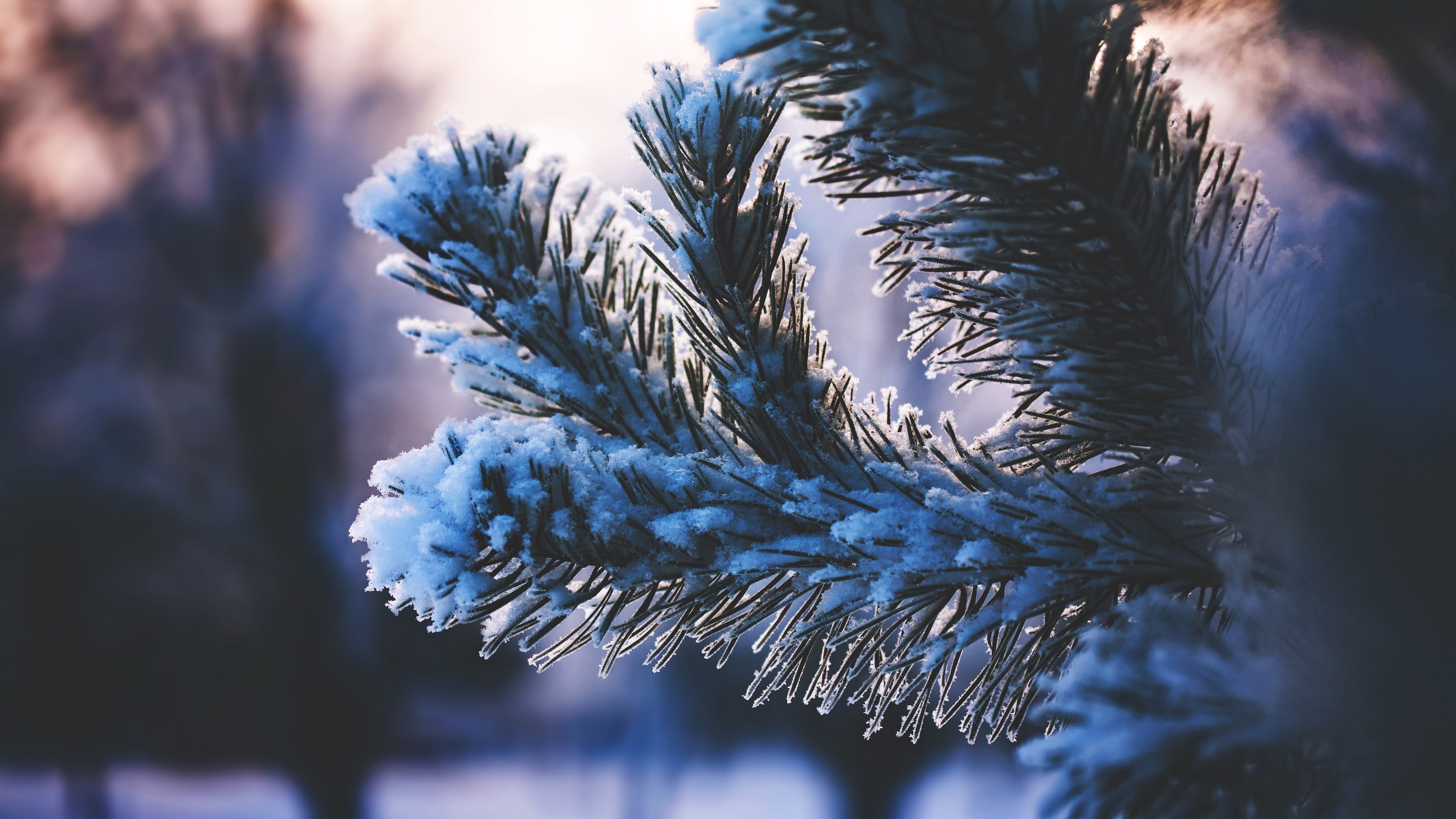 Winter wonderland, Spruce in snow, Blue frosty branches, Nature's serenity, 3840x2160 4K Desktop