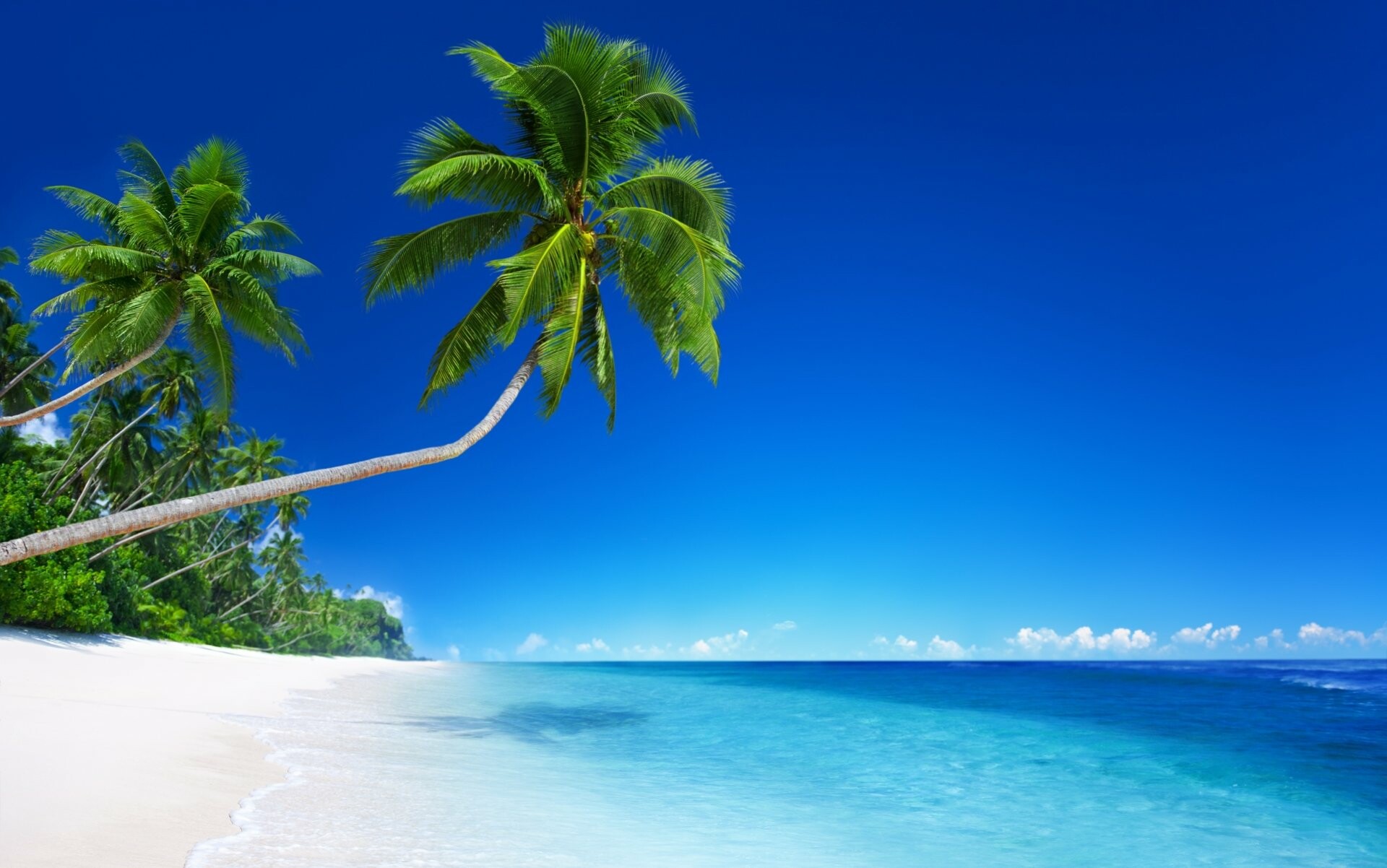 Palm Tree: The coconut, Has cultural and religious significance in the Western Pacific Austronesian cultures. 1920x1210 HD Background.