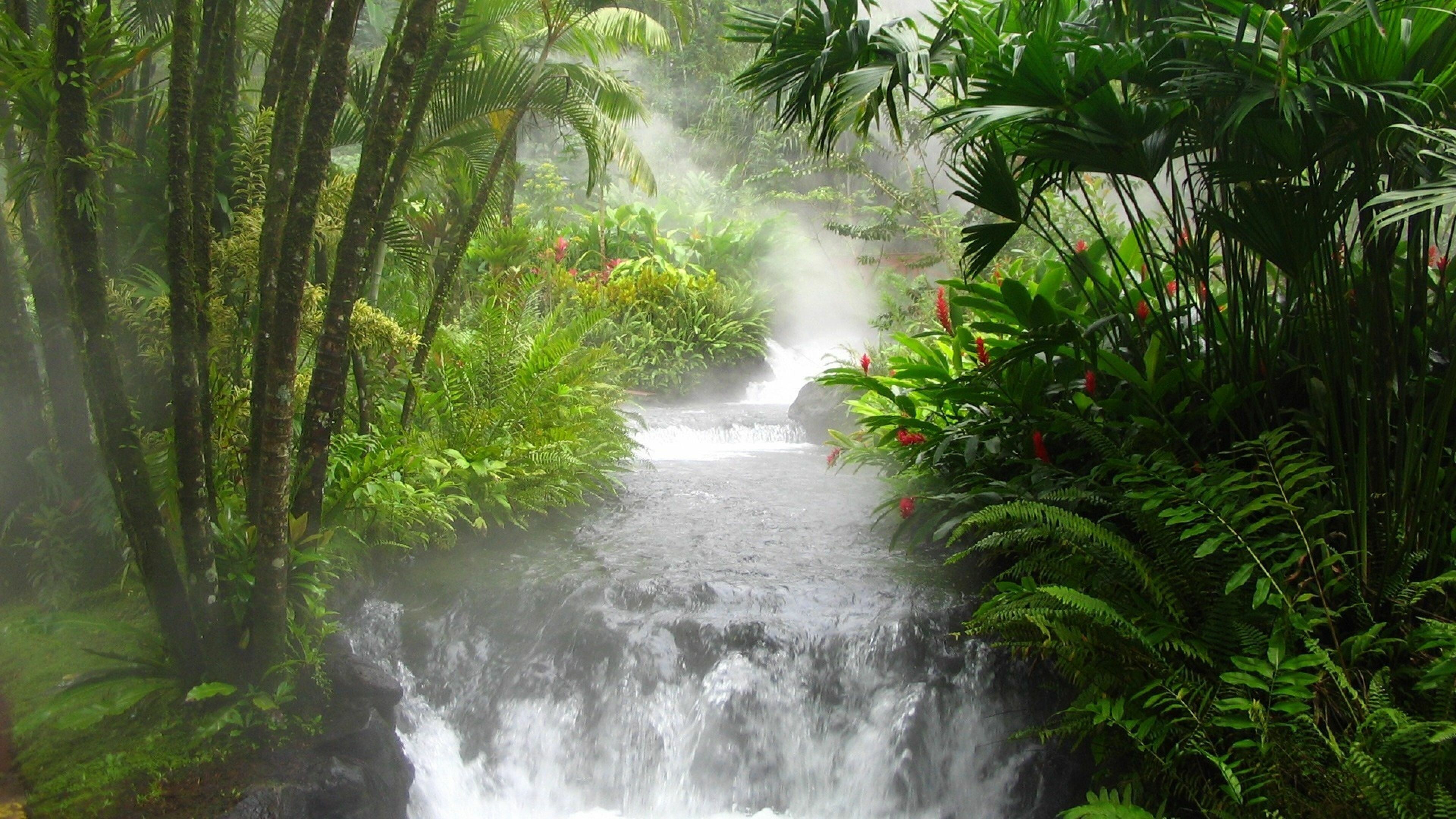 Jungle: River, Falls, Vegetation, Flowers, Fern, Stream, Waterfall, Rainforest. 3840x2160 4K Background.