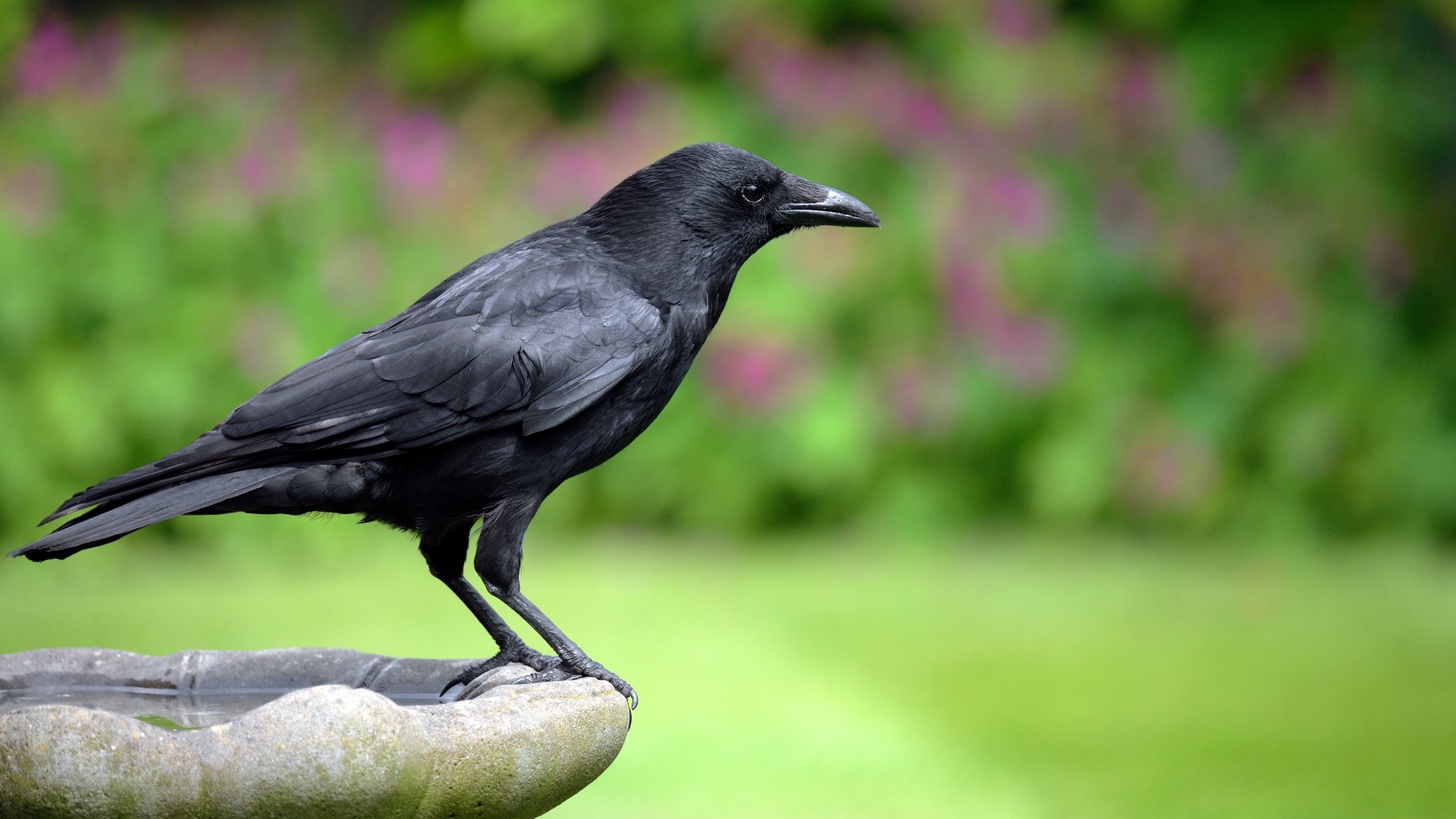 Crows and ravens, Clever corvids, Live science, 1920x1080 Full HD Desktop