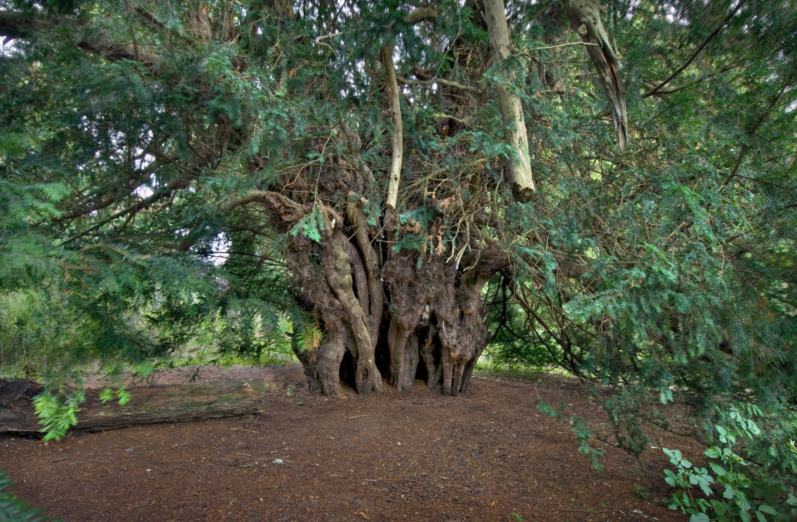 Brief history, Britain's ancient yews, Yew tree, 2560x1680 HD Desktop