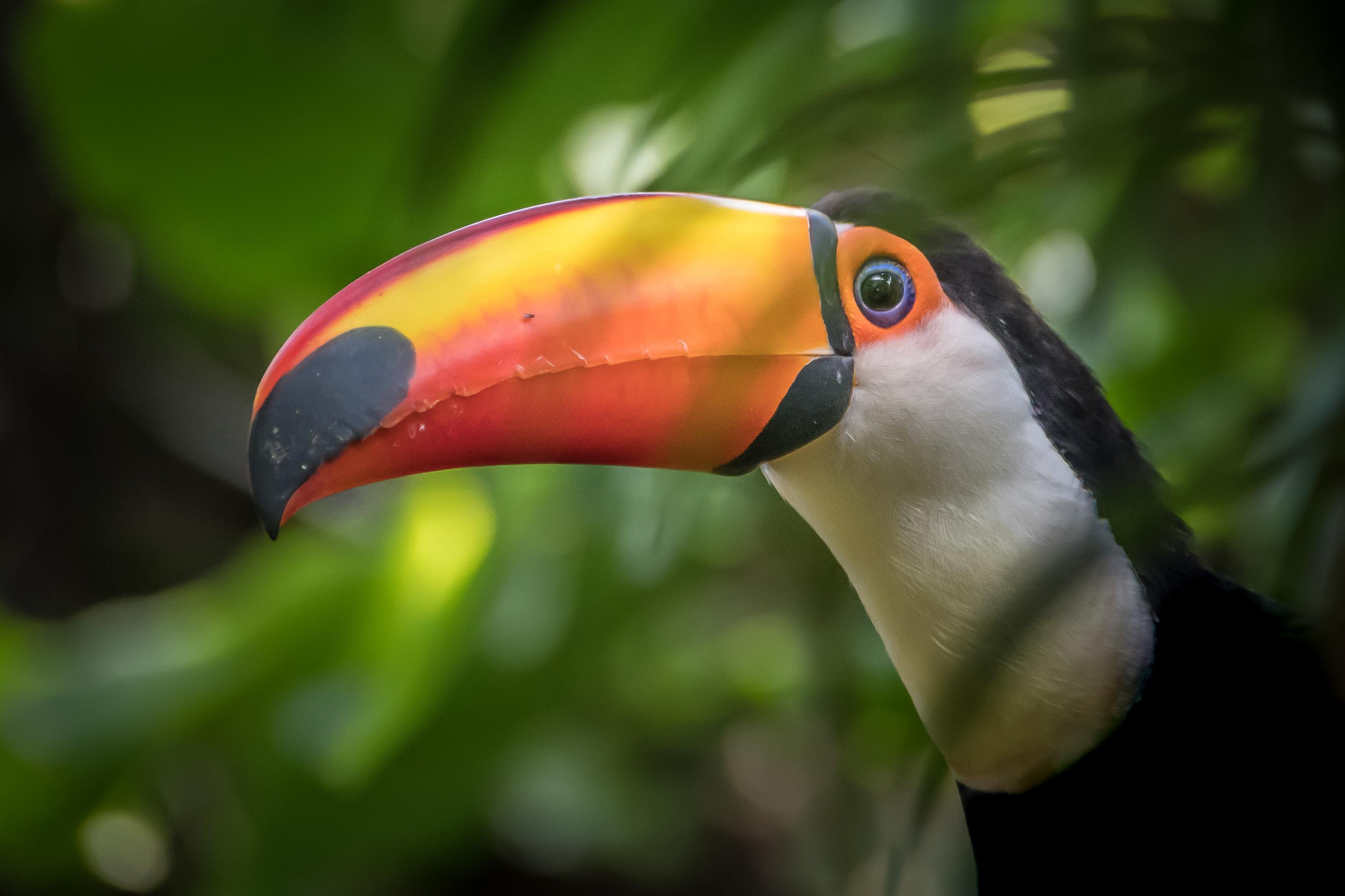 Majestic toucan, Beautiful bird, Nature's colors, HD backgrounds, 3000x2000 HD Desktop