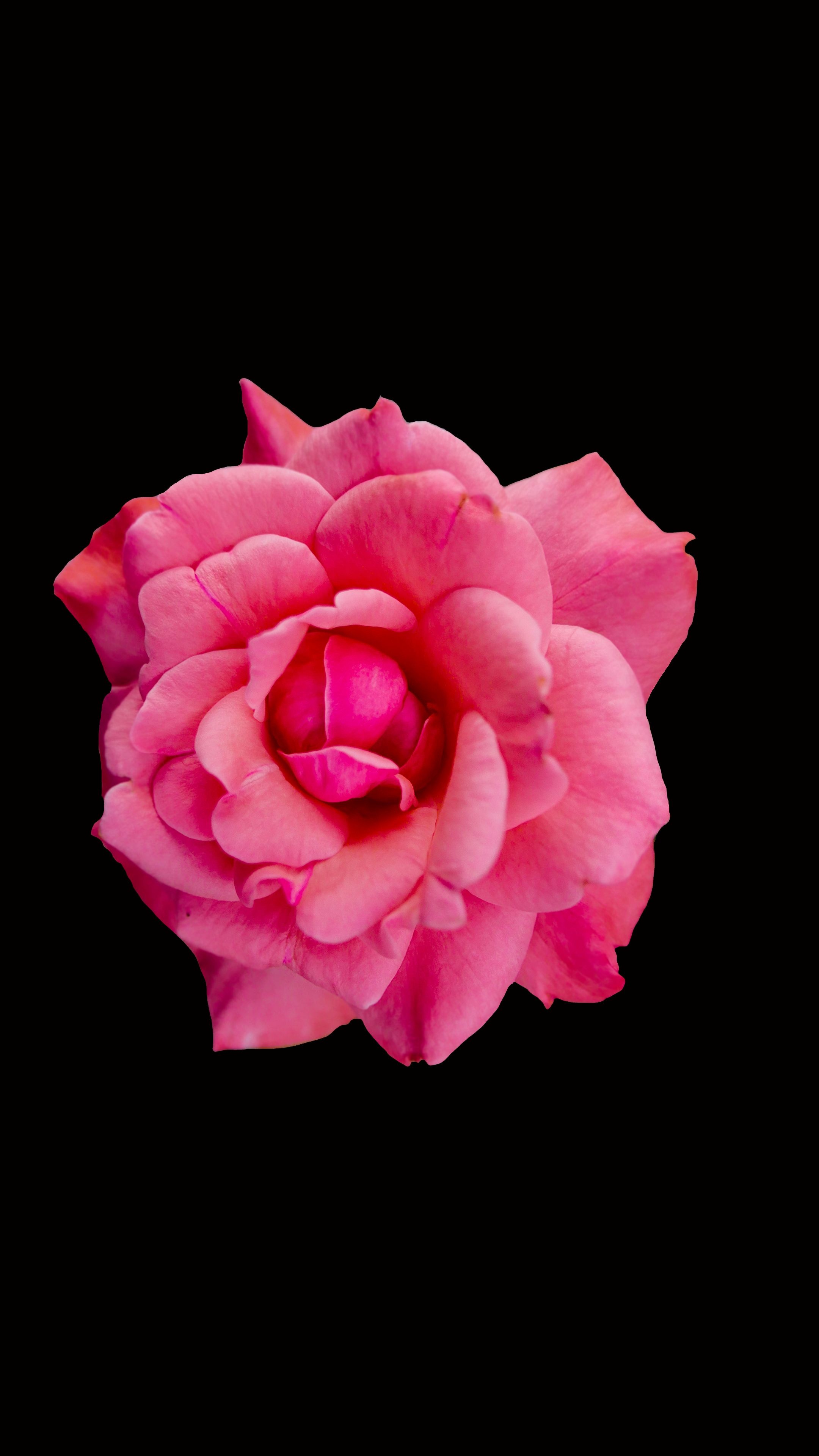 Rose flower wallpaper, 4K background, Floral inspiration, Petal beauty, 2160x3840 4K Phone