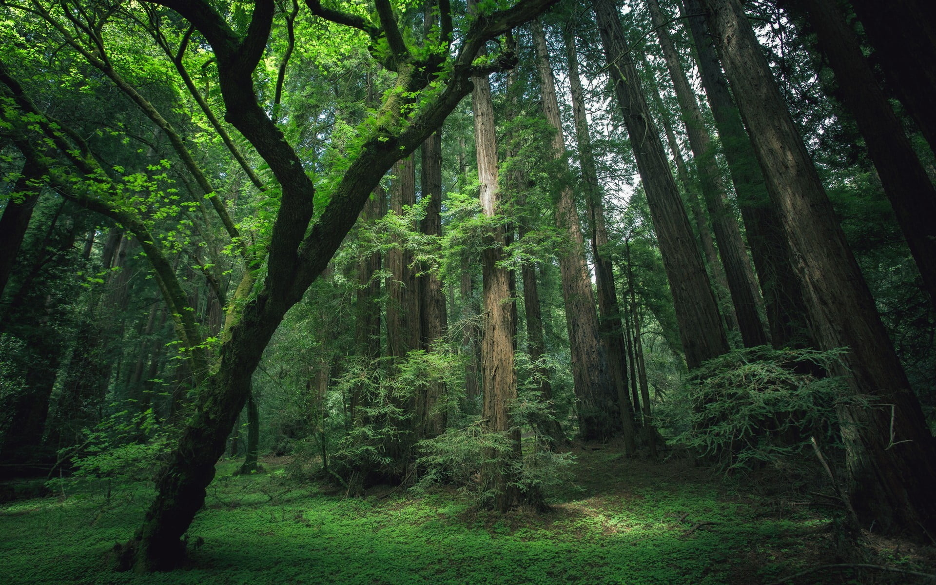 Cedar Tree, Green leafed trees, Dark forest, Moss beauty, 1920x1200 HD Desktop