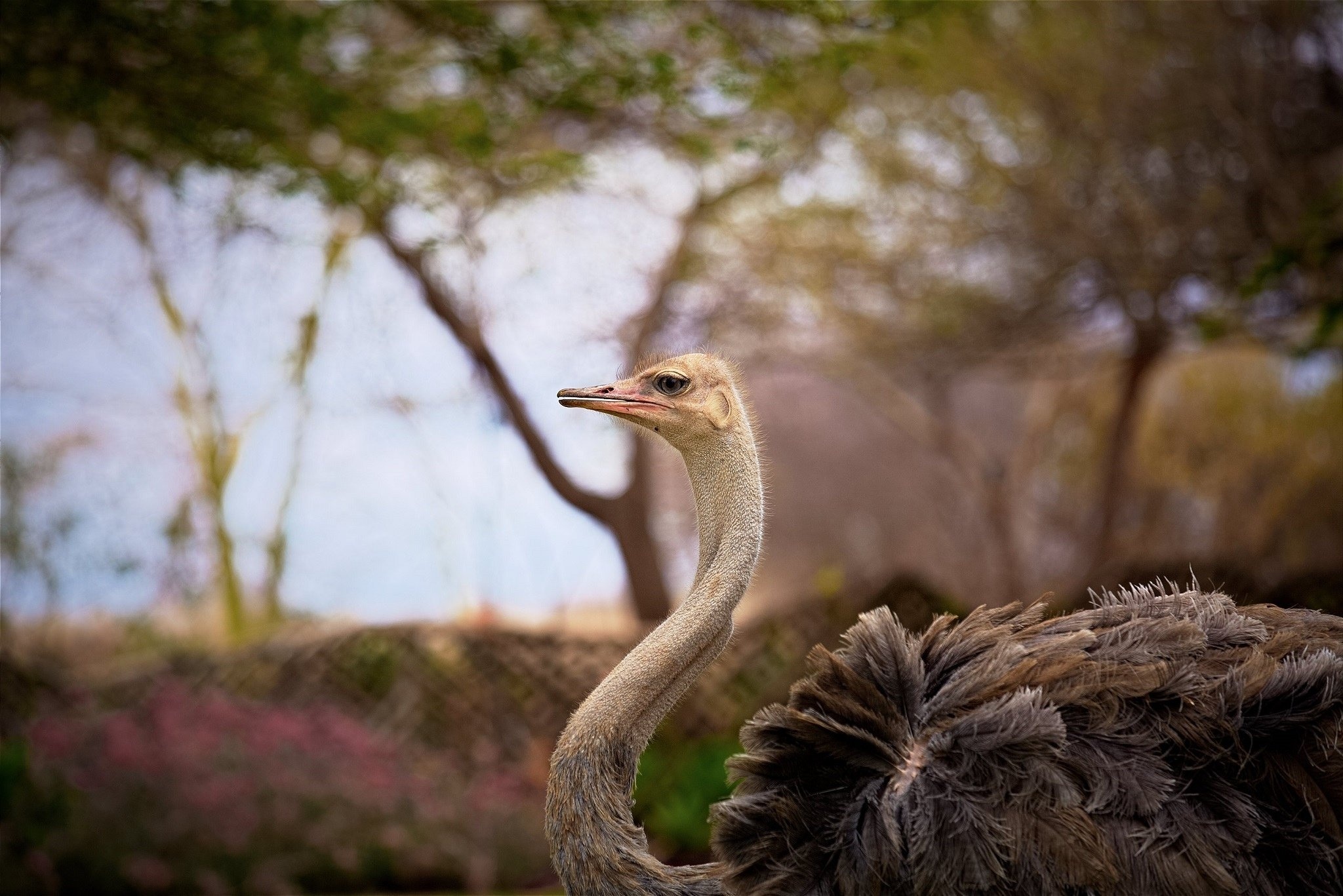 Ostrich profile, Beautiful bird, Zoo exhibit, HD wallpaper, 2050x1370 HD Desktop