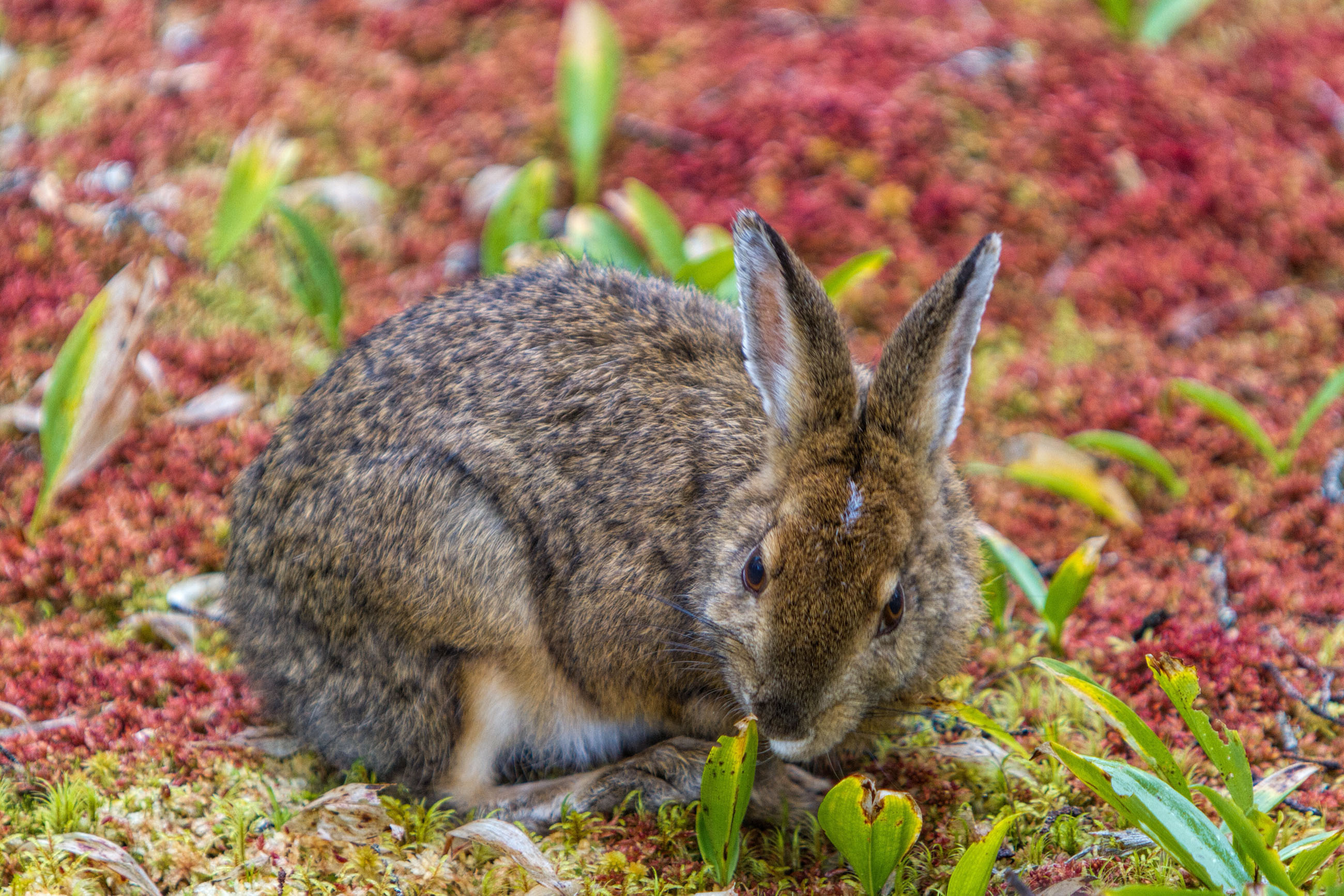 Snowshoe hare, Wildlife photography, Wild animal, Free download, 2600x1740 HD Desktop