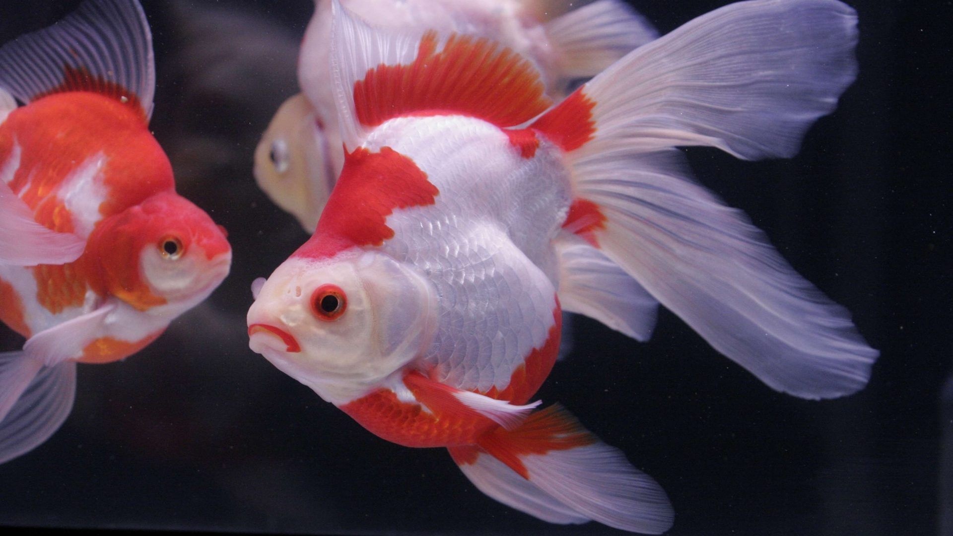 Goldfish: Frequently seen as a symbol of luck and fortune, Carassius auratus. 1920x1080 Full HD Background.