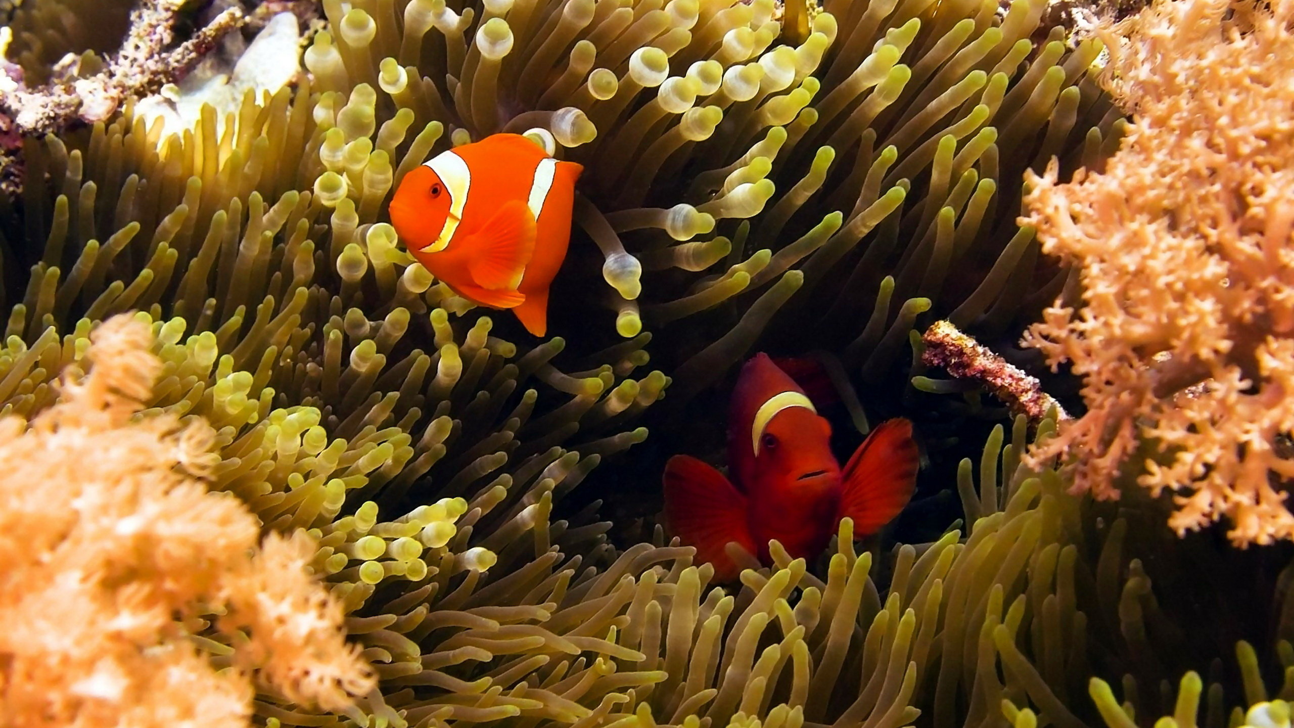 Colorful clownfish, Desktop wallpaper background, Marine life wonder, Underwater paradise, 2560x1440 HD Desktop