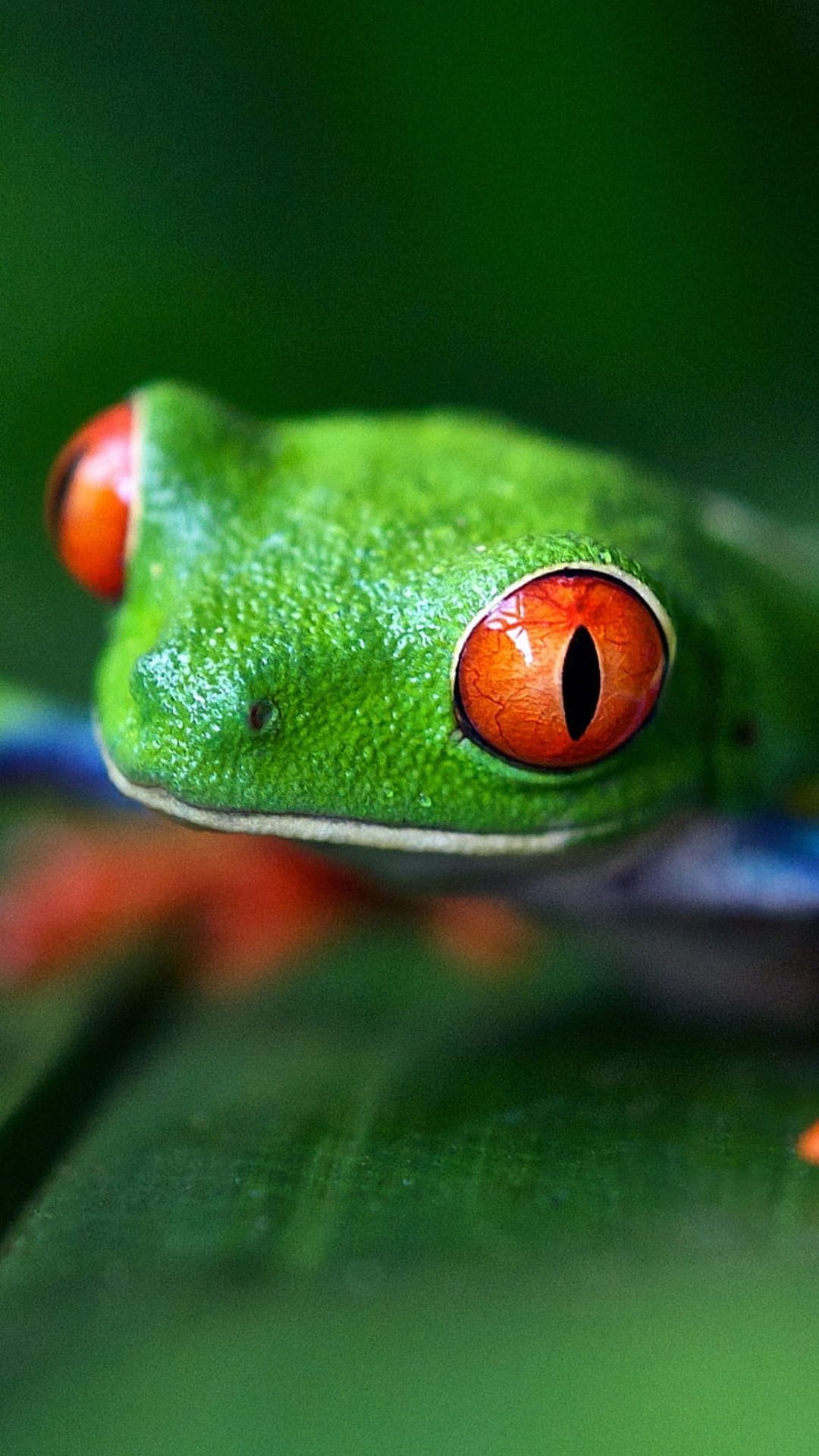 Green Tree Frog, Nature's marvel, Vibrant wallpapers, Mobile backgrounds, 1080x1920 Full HD Phone