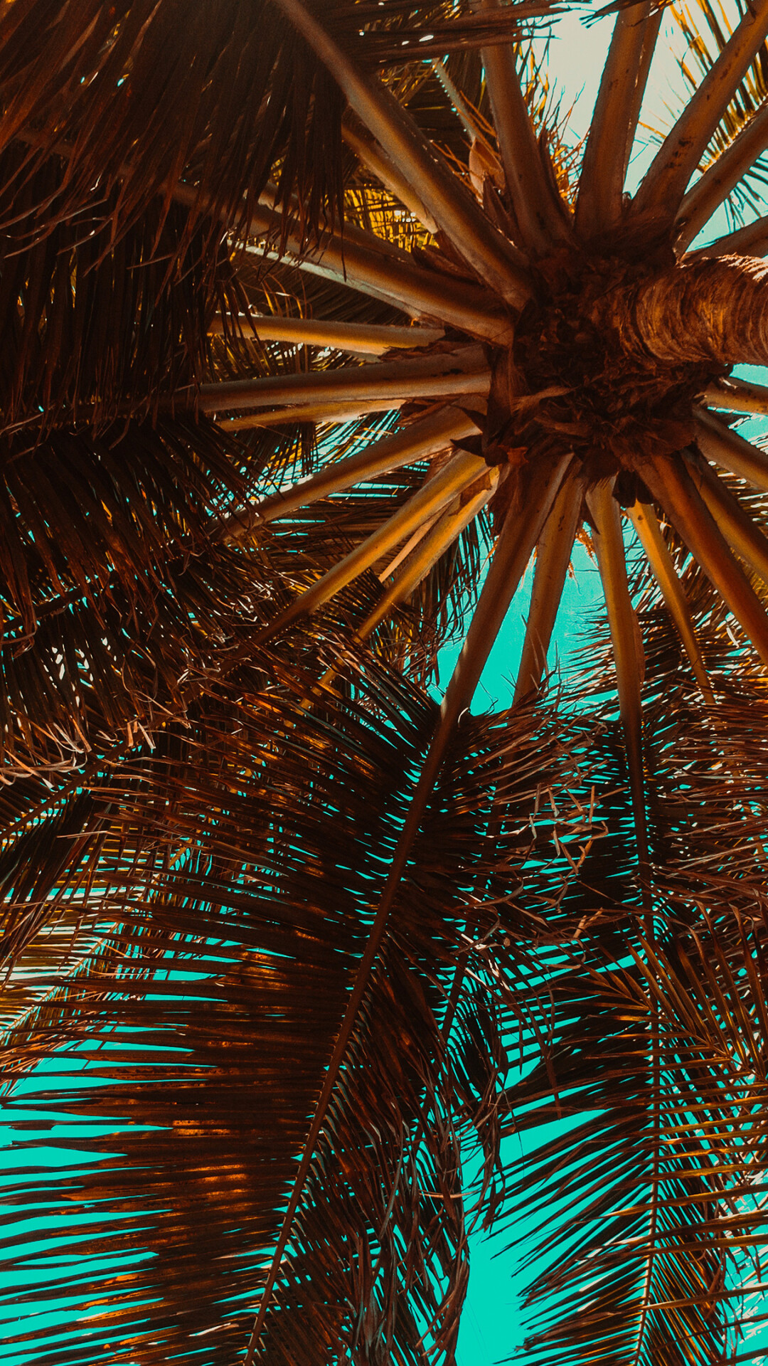 Palm Tree: The Arecaceae branch, A symbol of victory, triumph, peace. 1080x1920 Full HD Wallpaper.