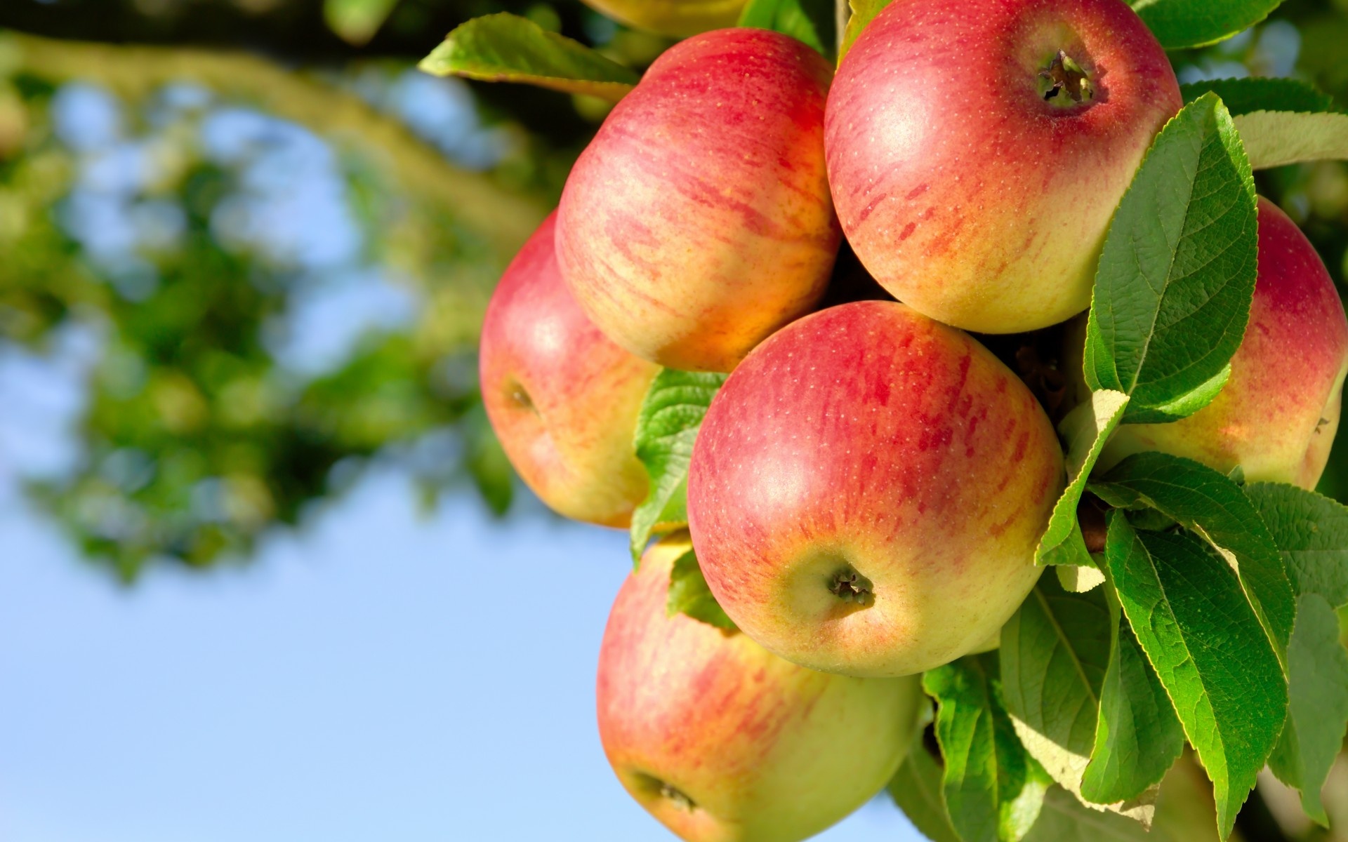 Apple Tree, 72 apple tree wallpaper, Nature, Fruits, 1920x1200 HD Desktop
