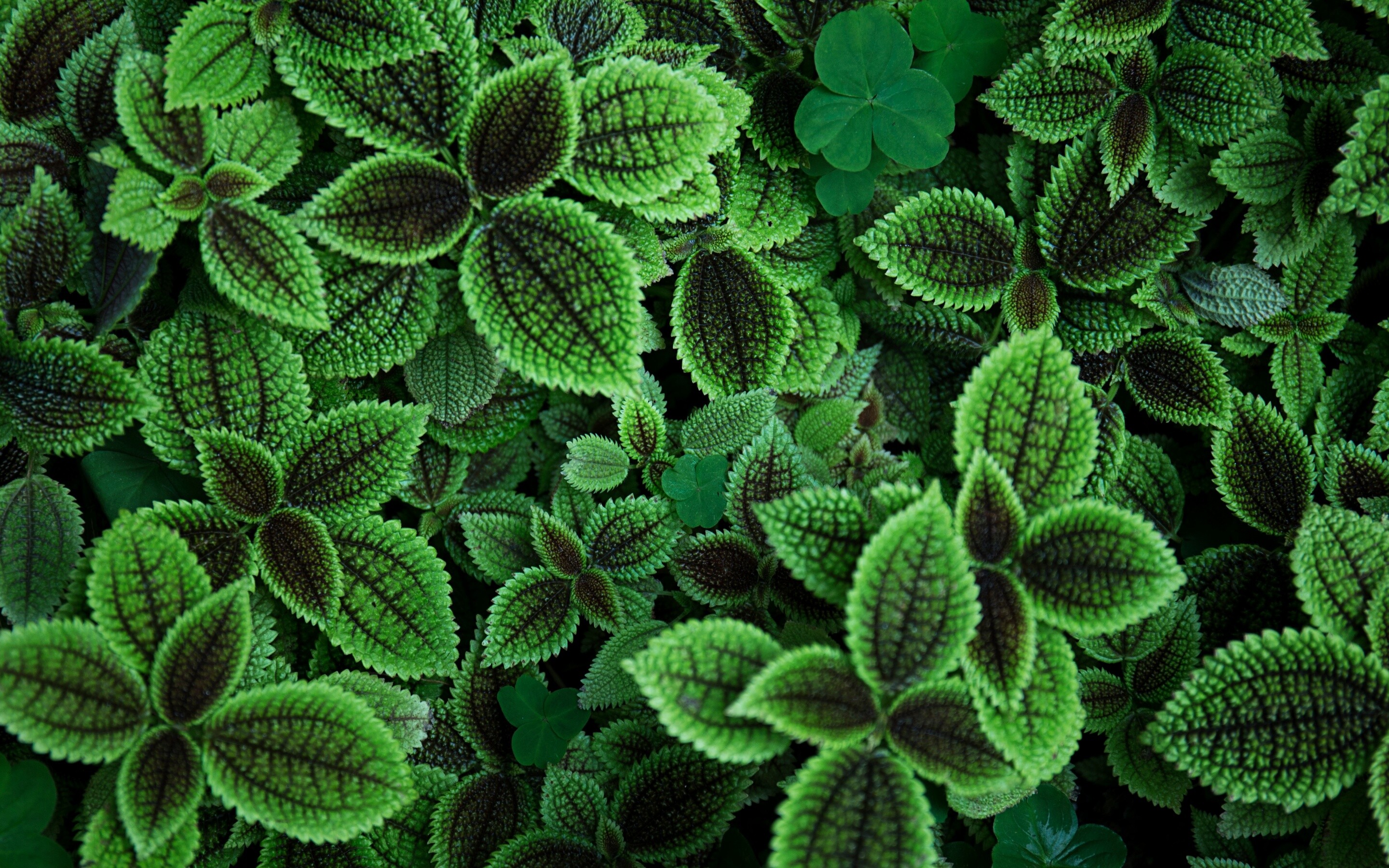 Leaves: The green, flat lateral outgrowth of plants. 2880x1800 HD Wallpaper.