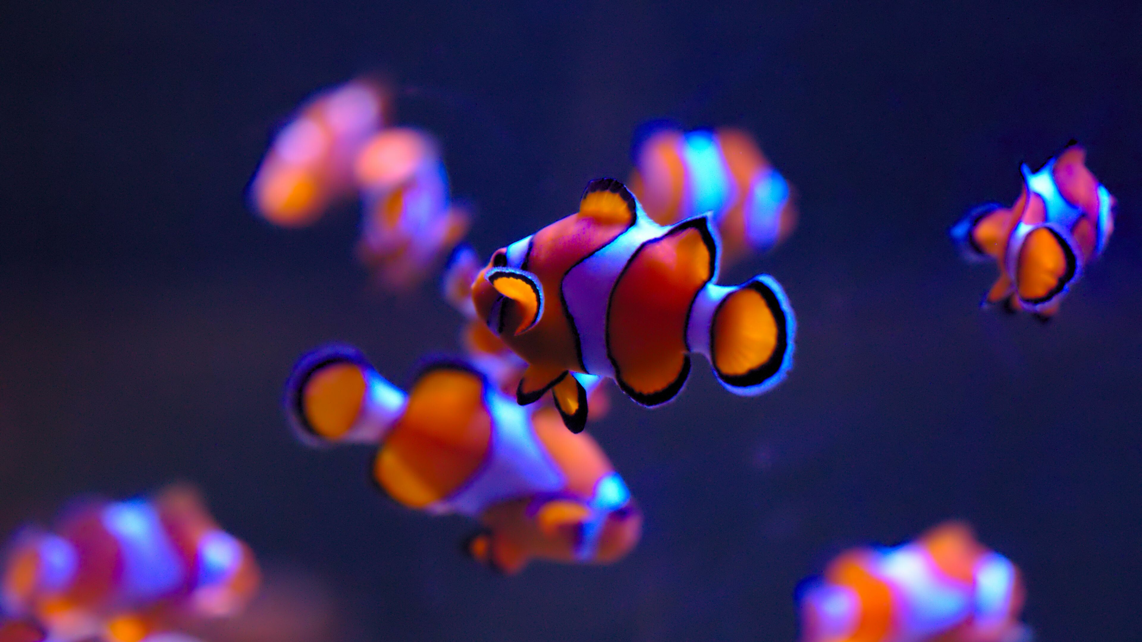 Fish: Marine creatures, belonging to the family Pomacentridae, Ocellaris clownfish. 3840x2160 4K Background.