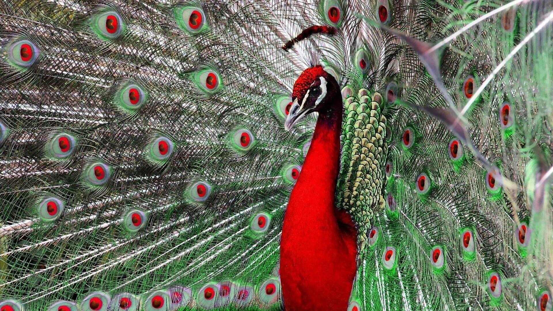 Peacock: The fan-shaped crest on the head is made of feathers with bare black shafts and tipped with bluish-green webbing. 1920x1080 Full HD Background.