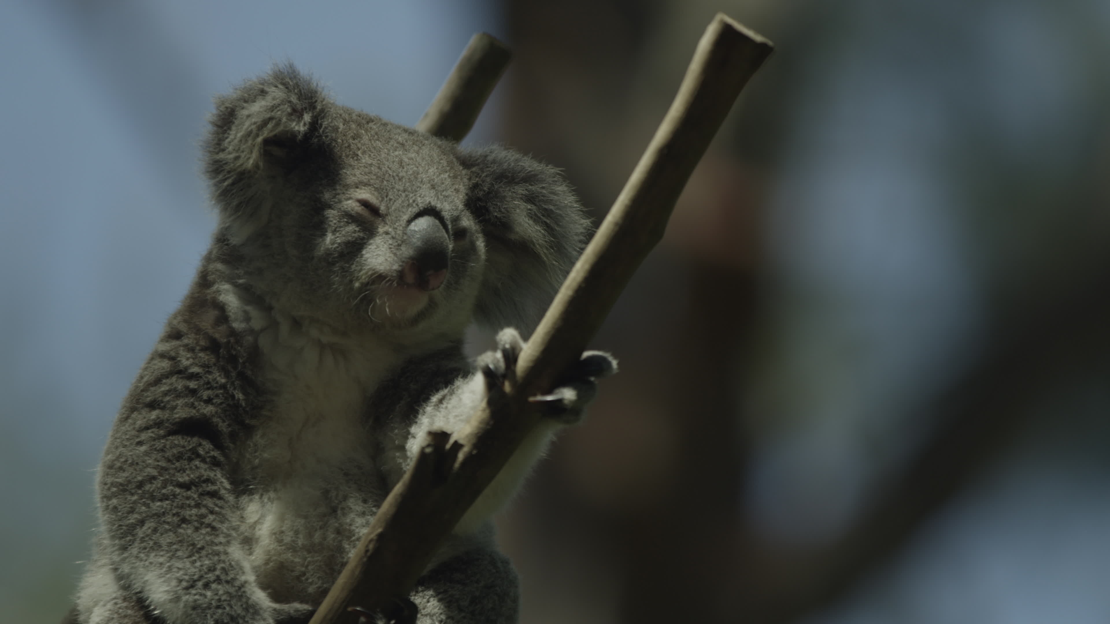 Koala in tree, Australia, Stock video, 3840x2160 4K Desktop