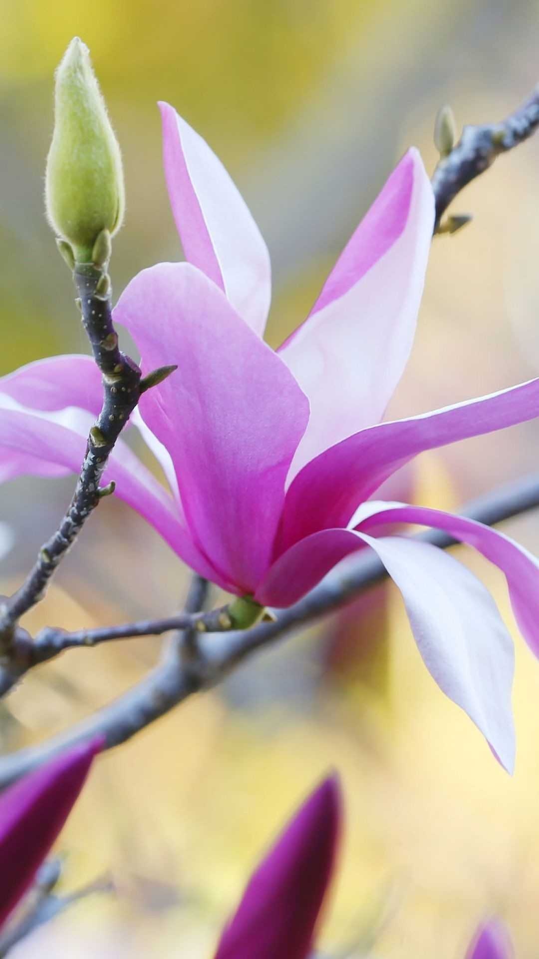 Captivating magnolia, Stunning wallpaper, Nature's delight, Magnolia's elegance, 1080x1920 Full HD Handy