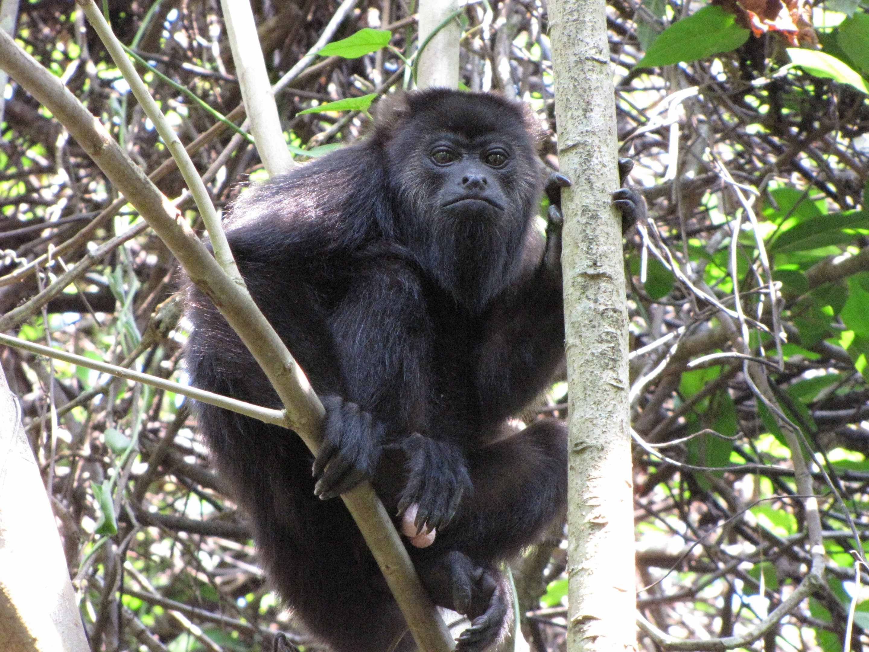 Howler Monkey, Study on species formation, Genetic exploration, Evolutionary mechanisms, 2880x2160 HD Desktop